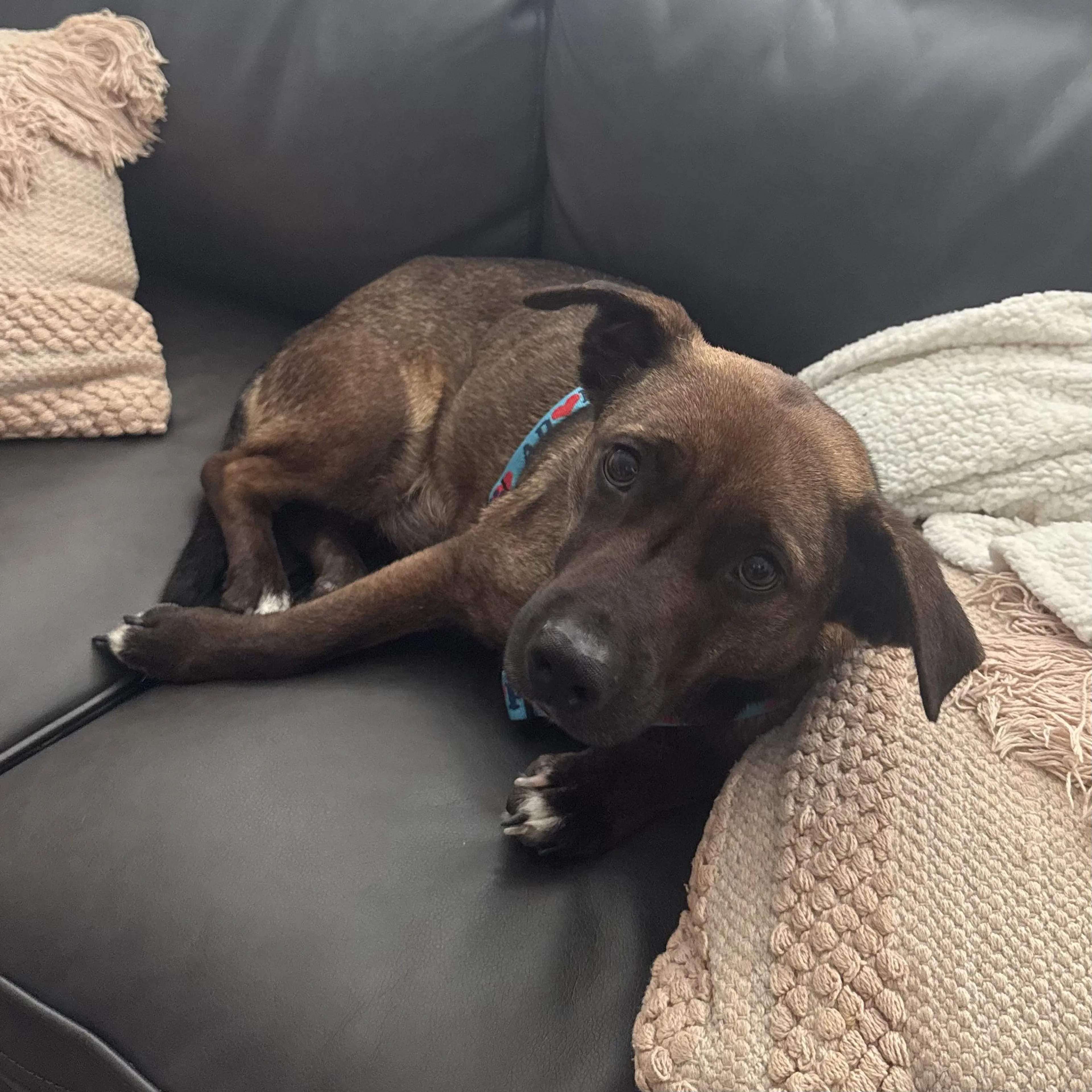 Found pet-1