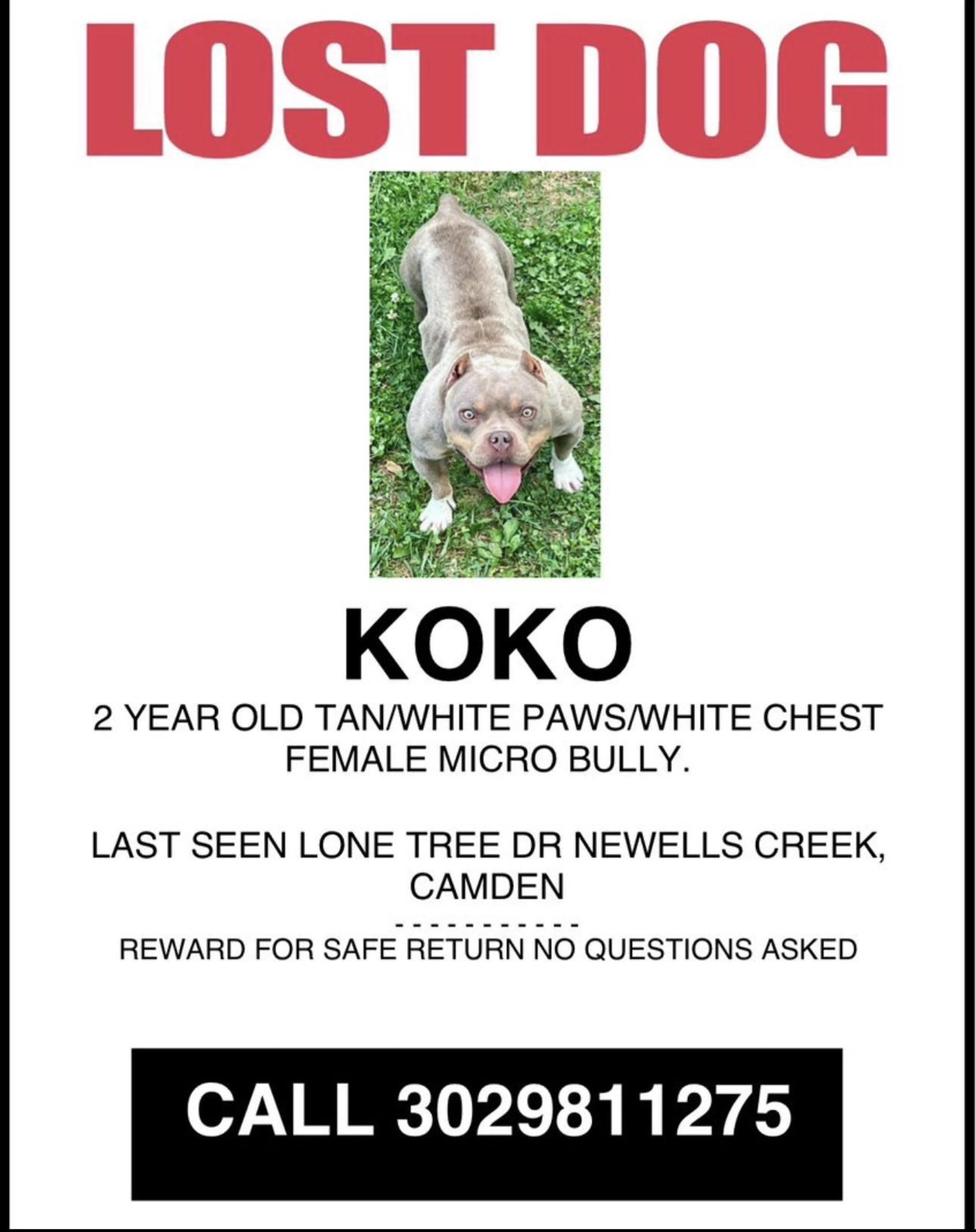 Lost pet