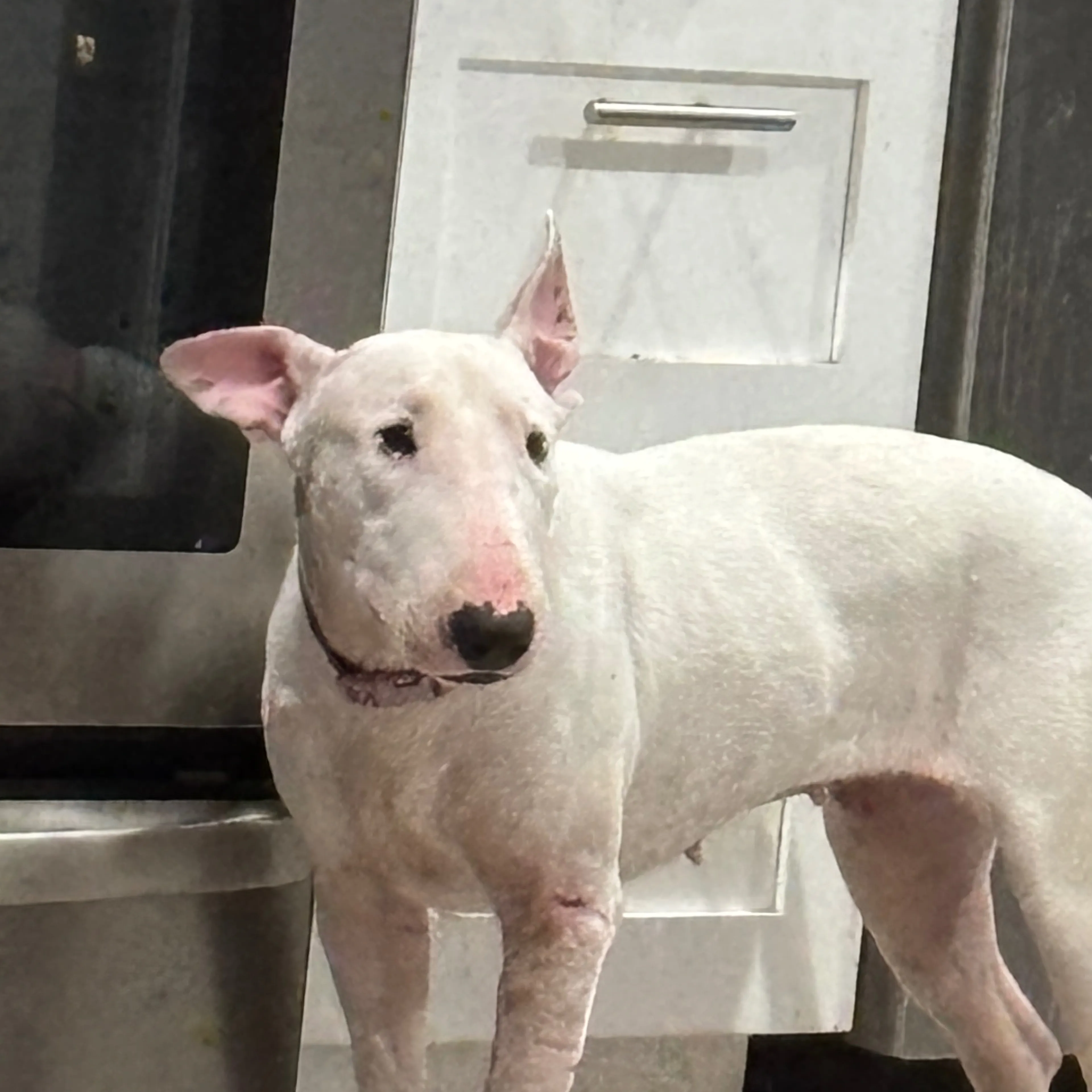 Lost pet-1