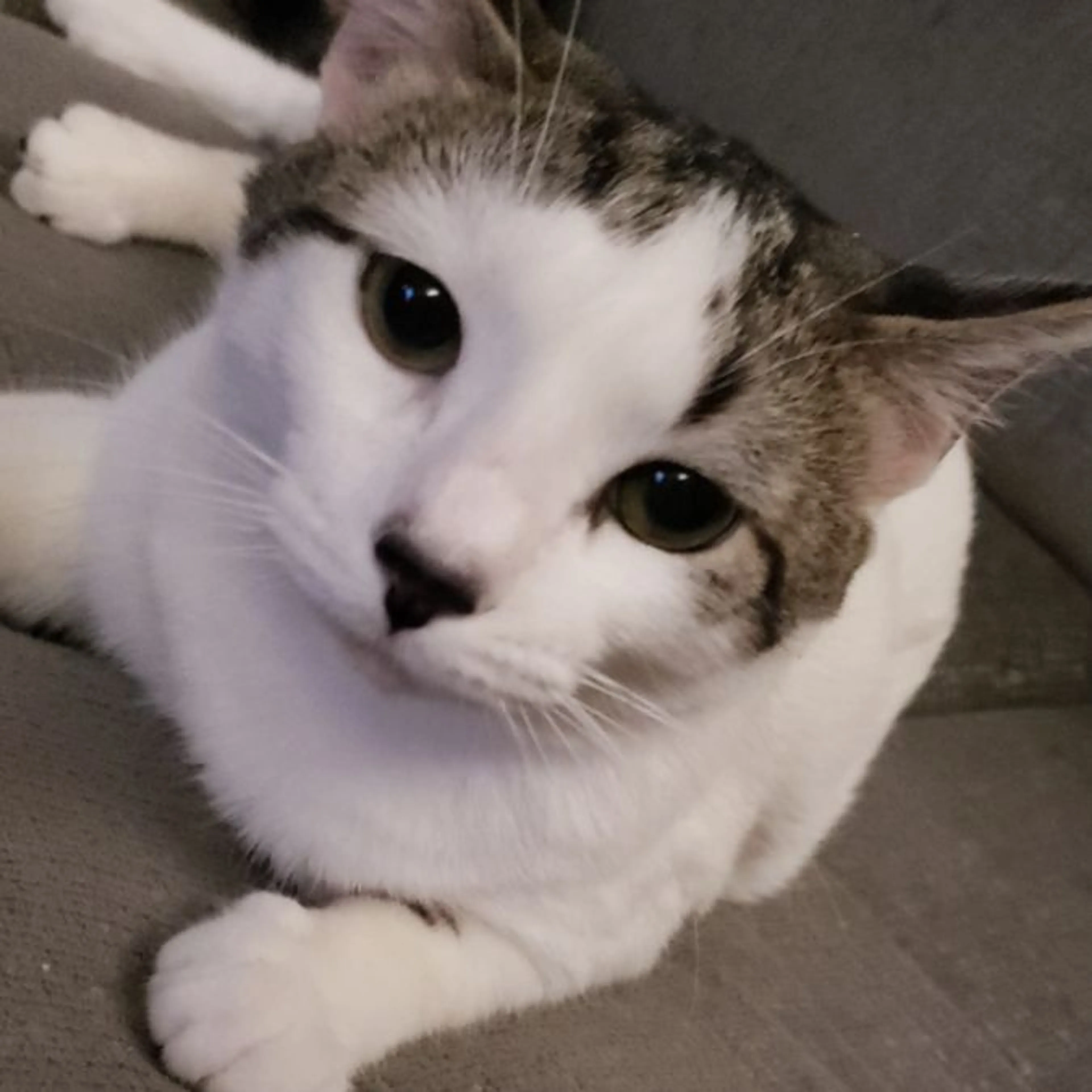 Lost pet-0