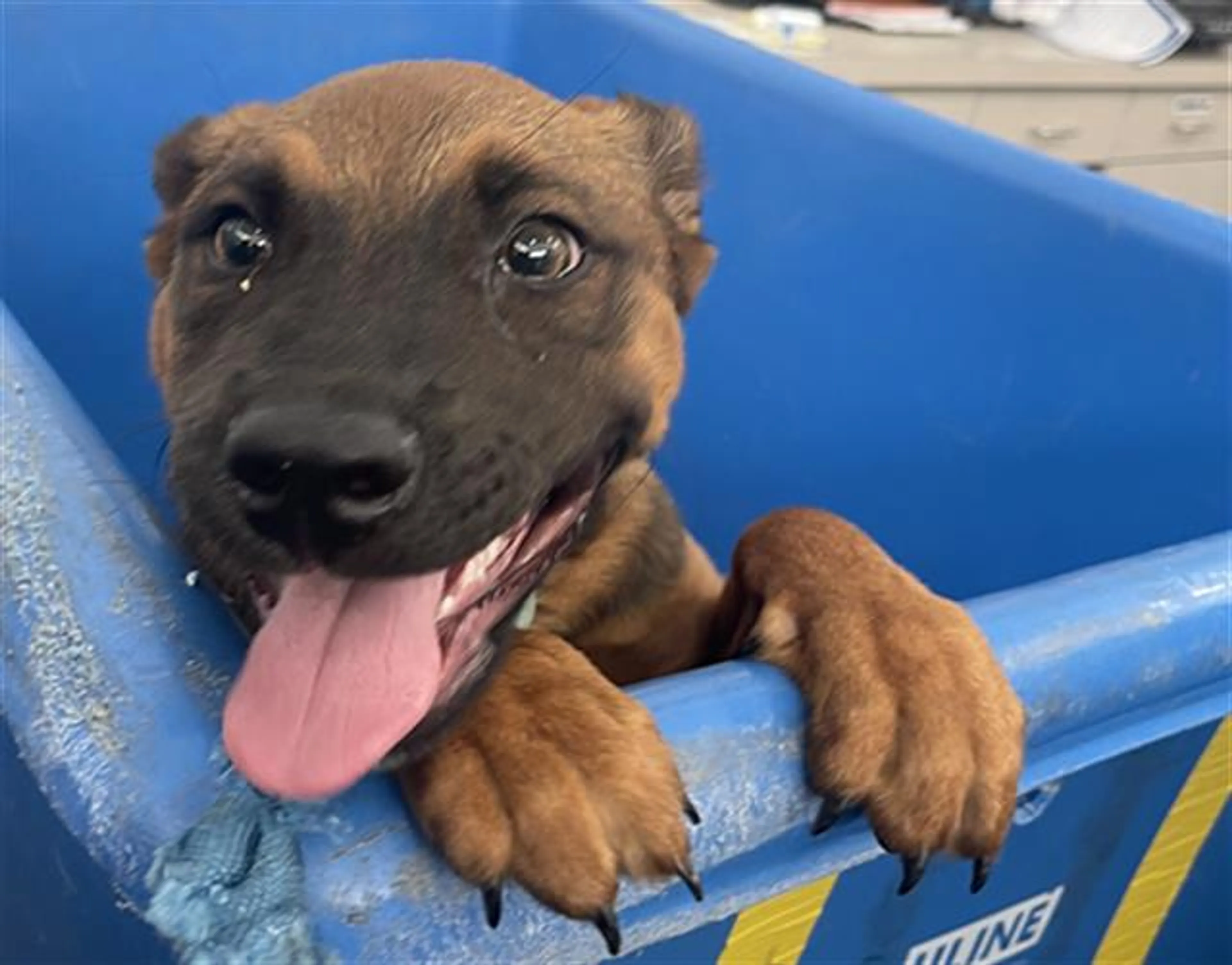 Found pet