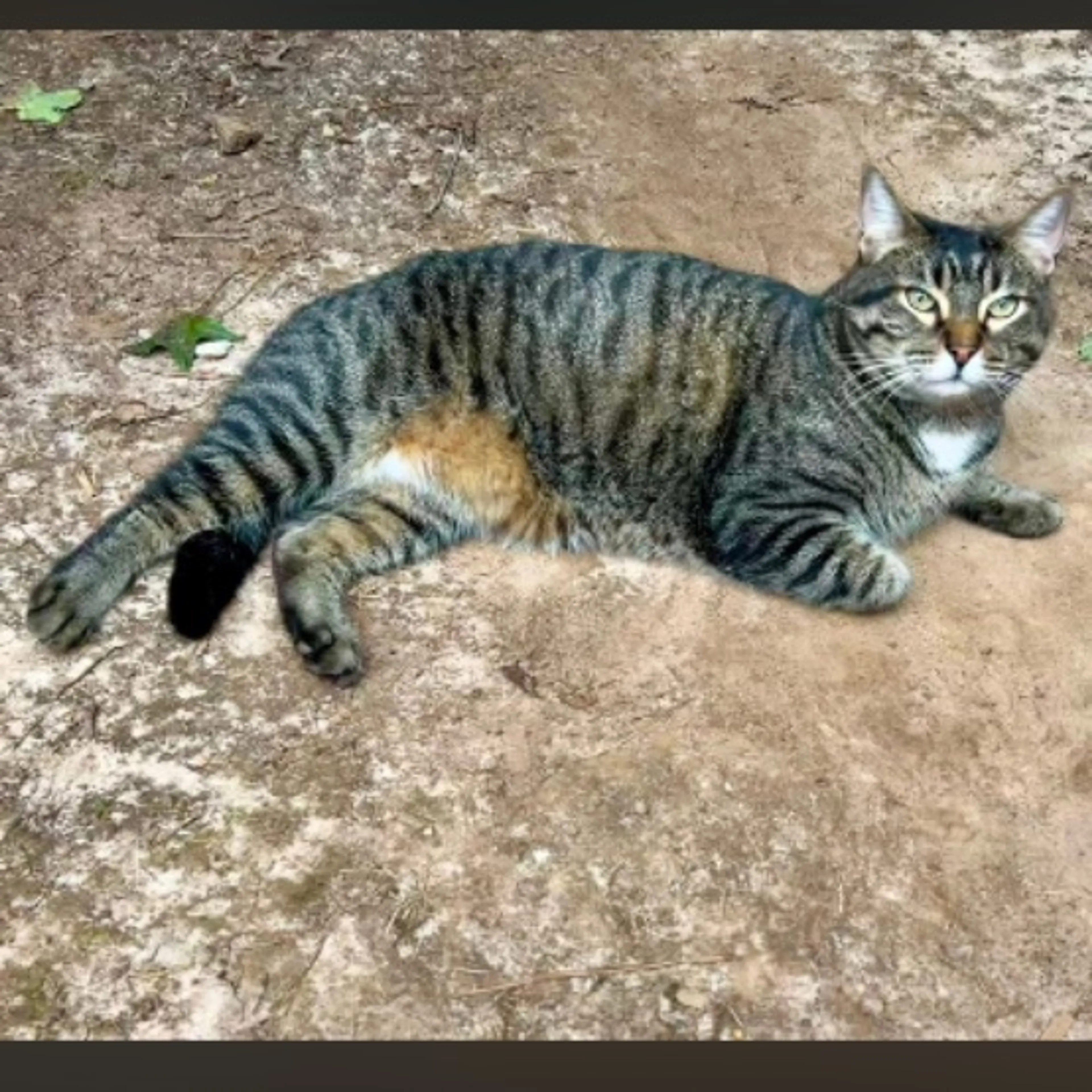 Lost pet-0