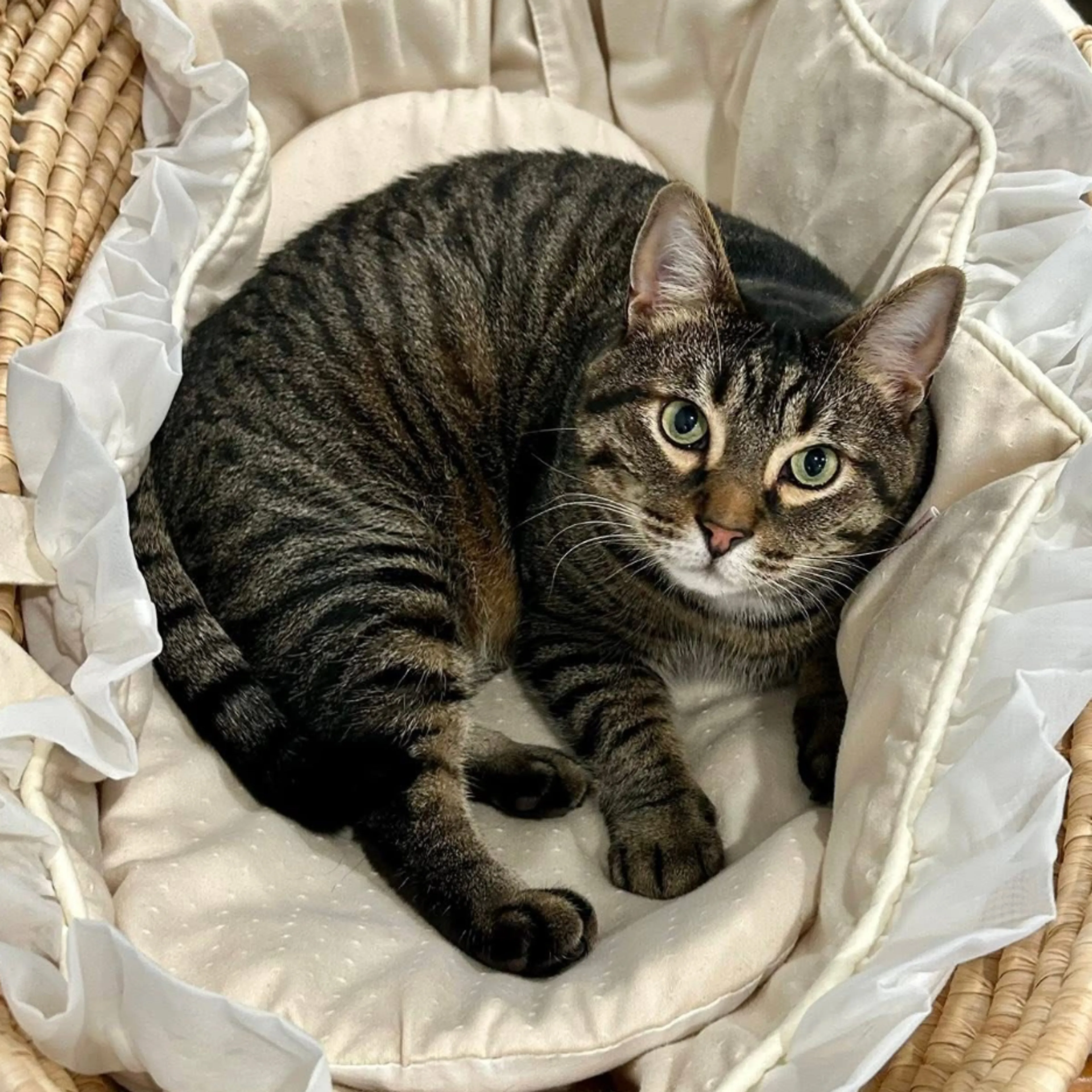 Lost pet-1
