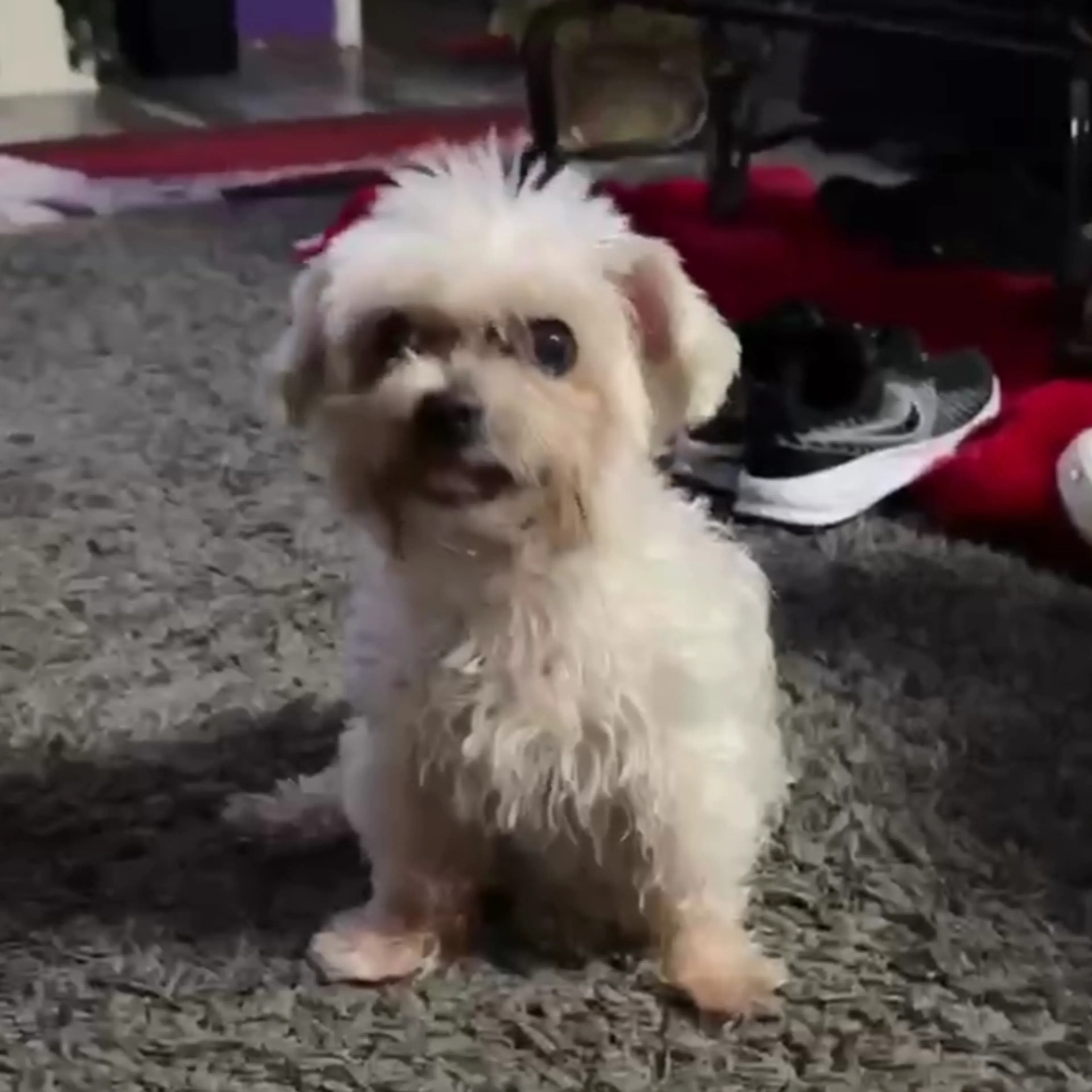 Lost pet-2