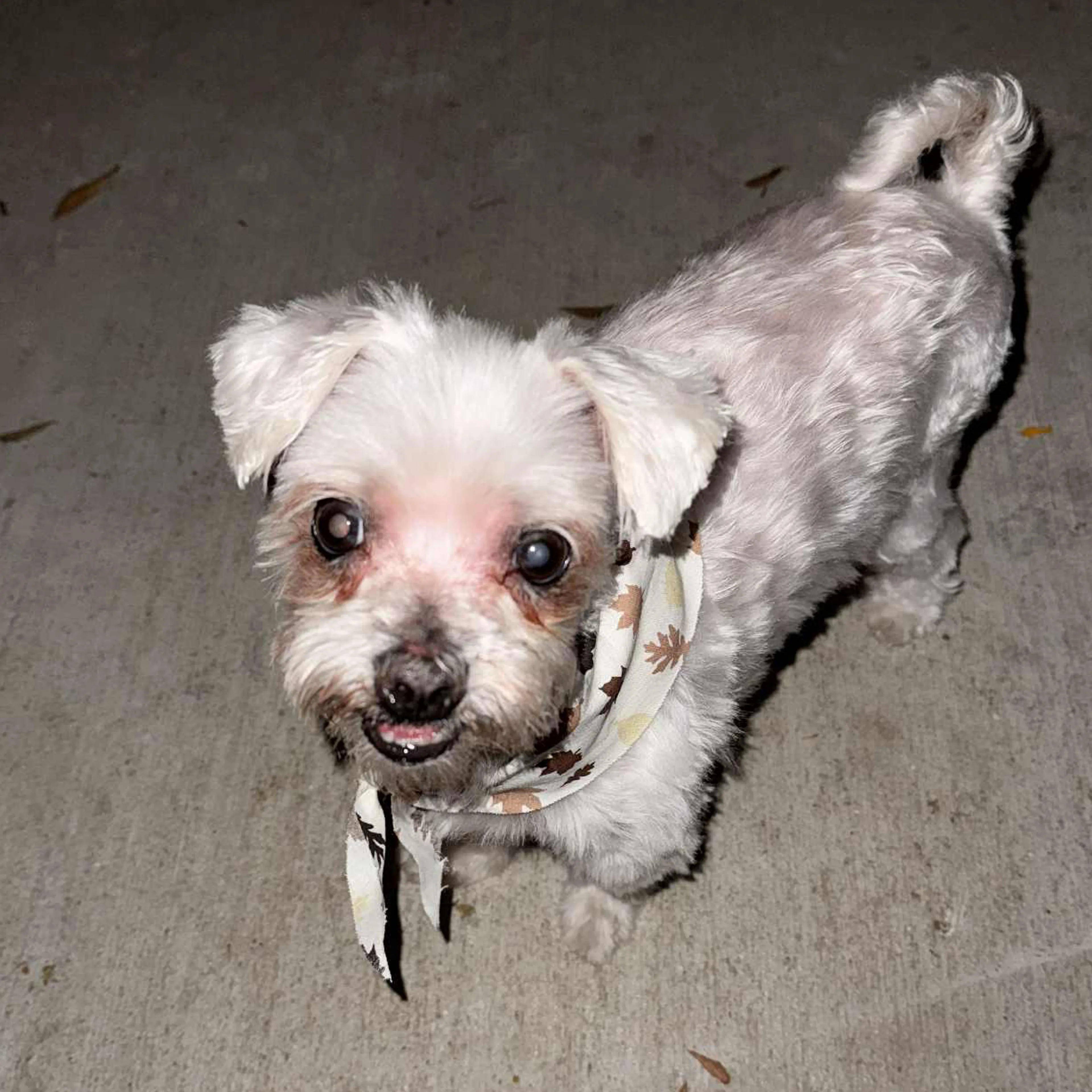 Lost pet-1