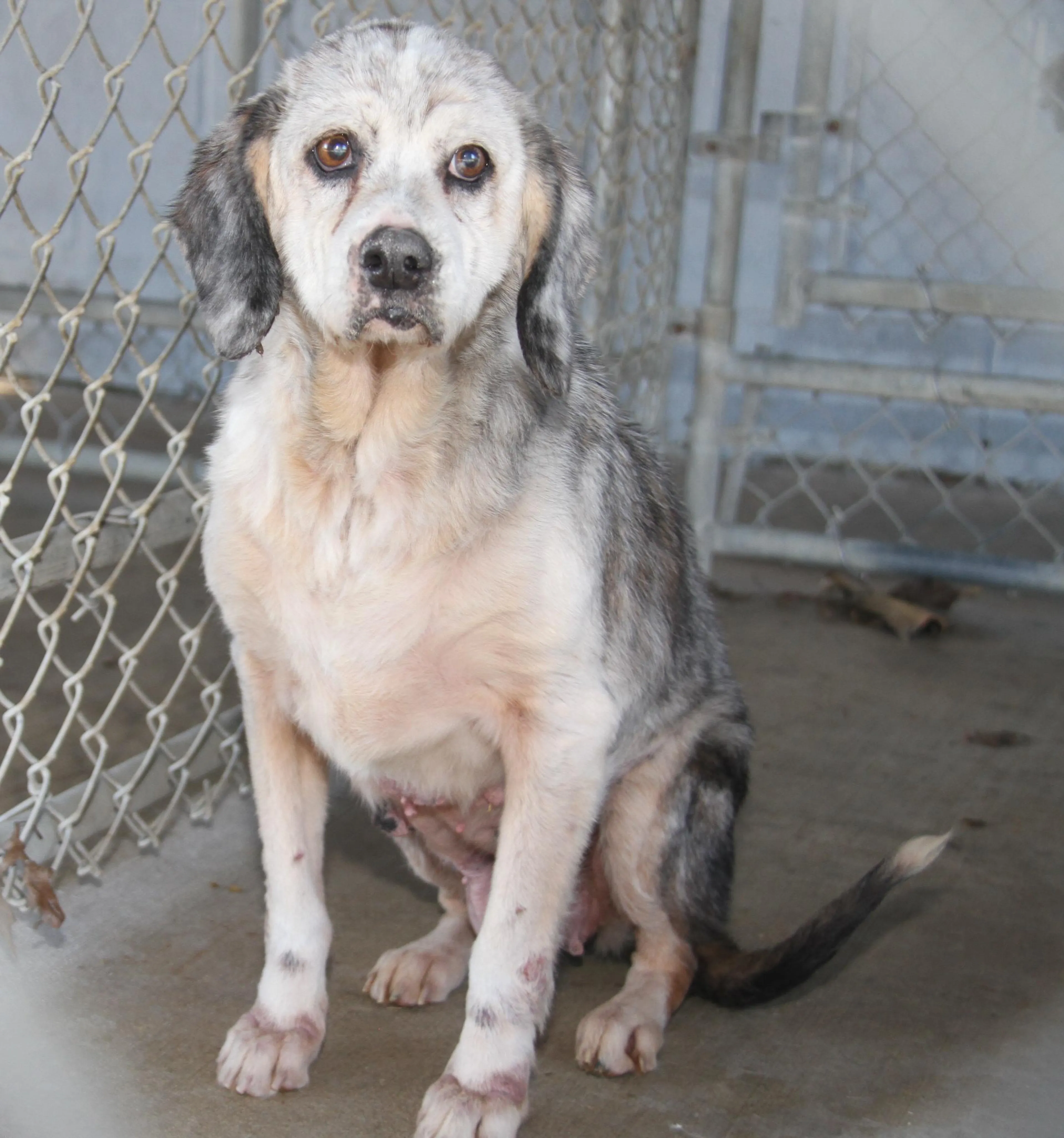 Found pet-4