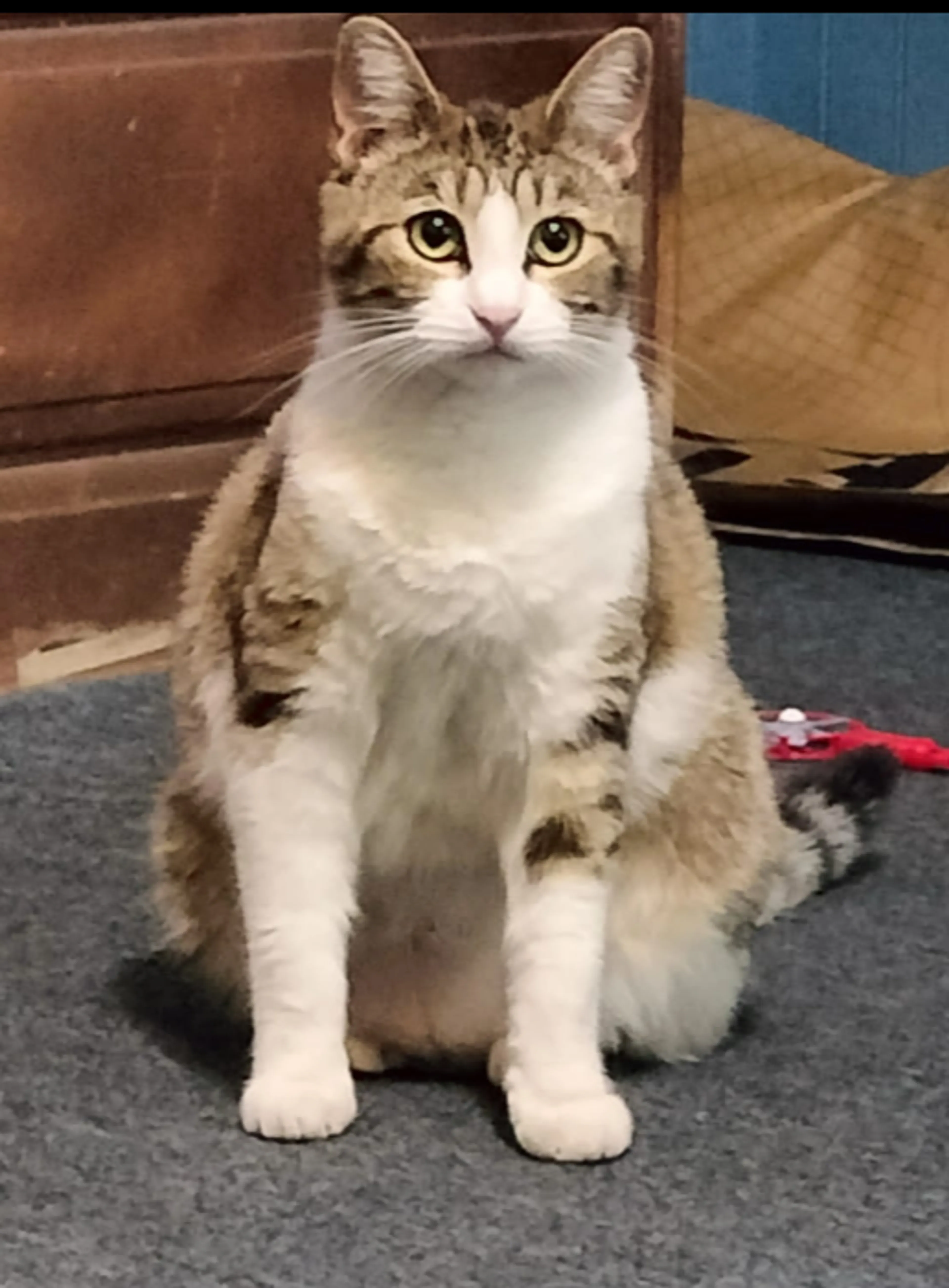 Lost pet