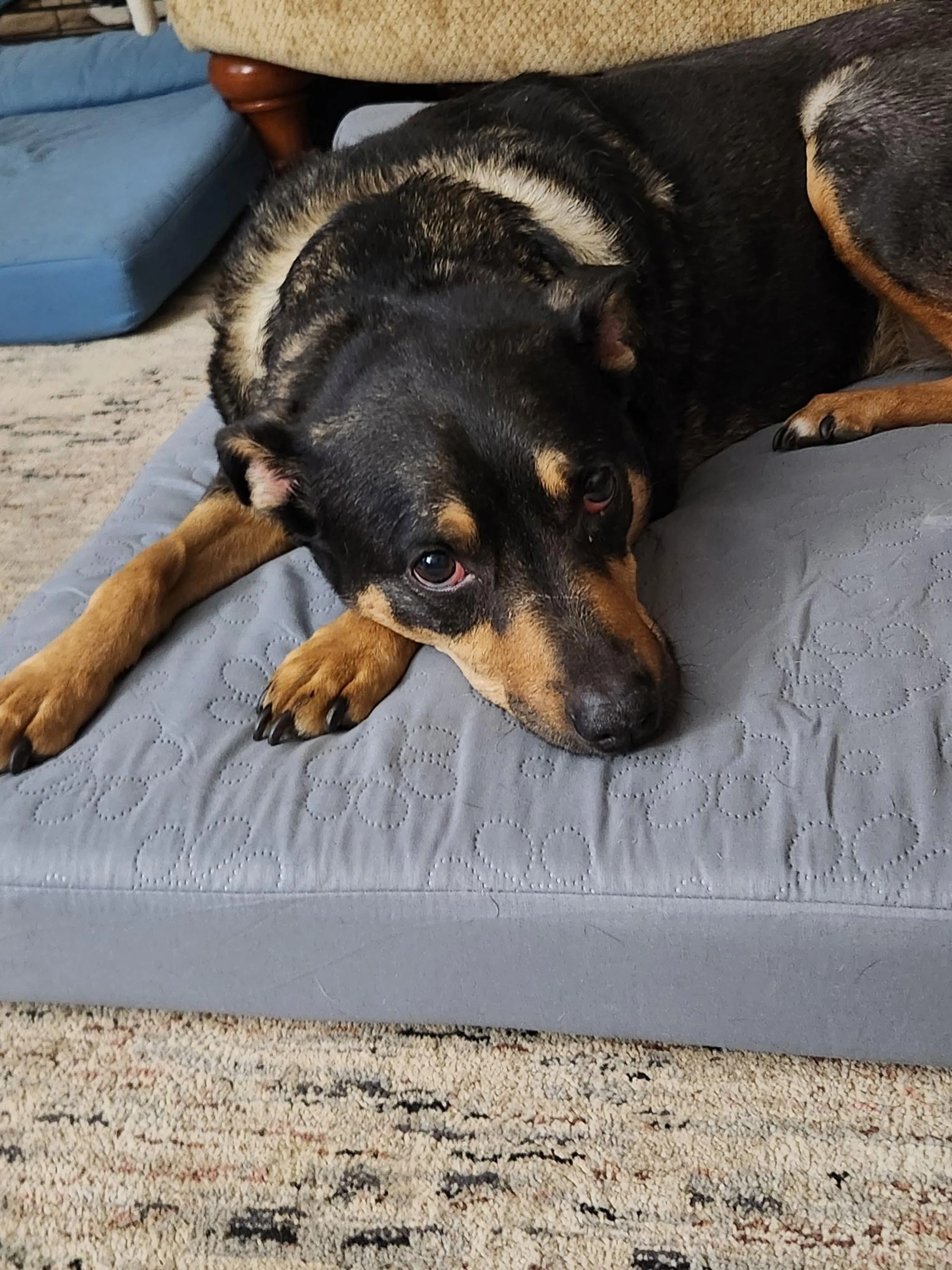 Found pet-0