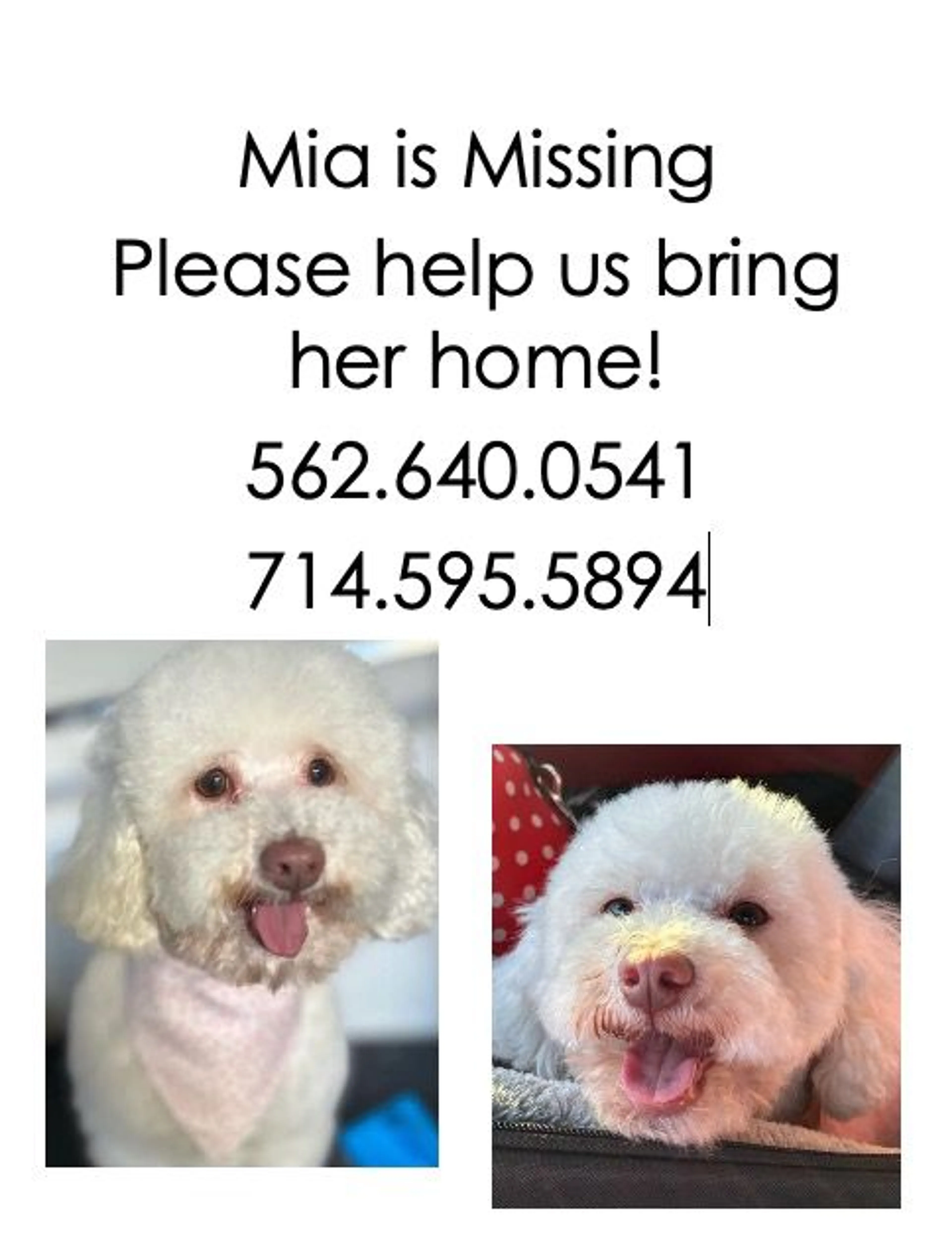 Lost pet