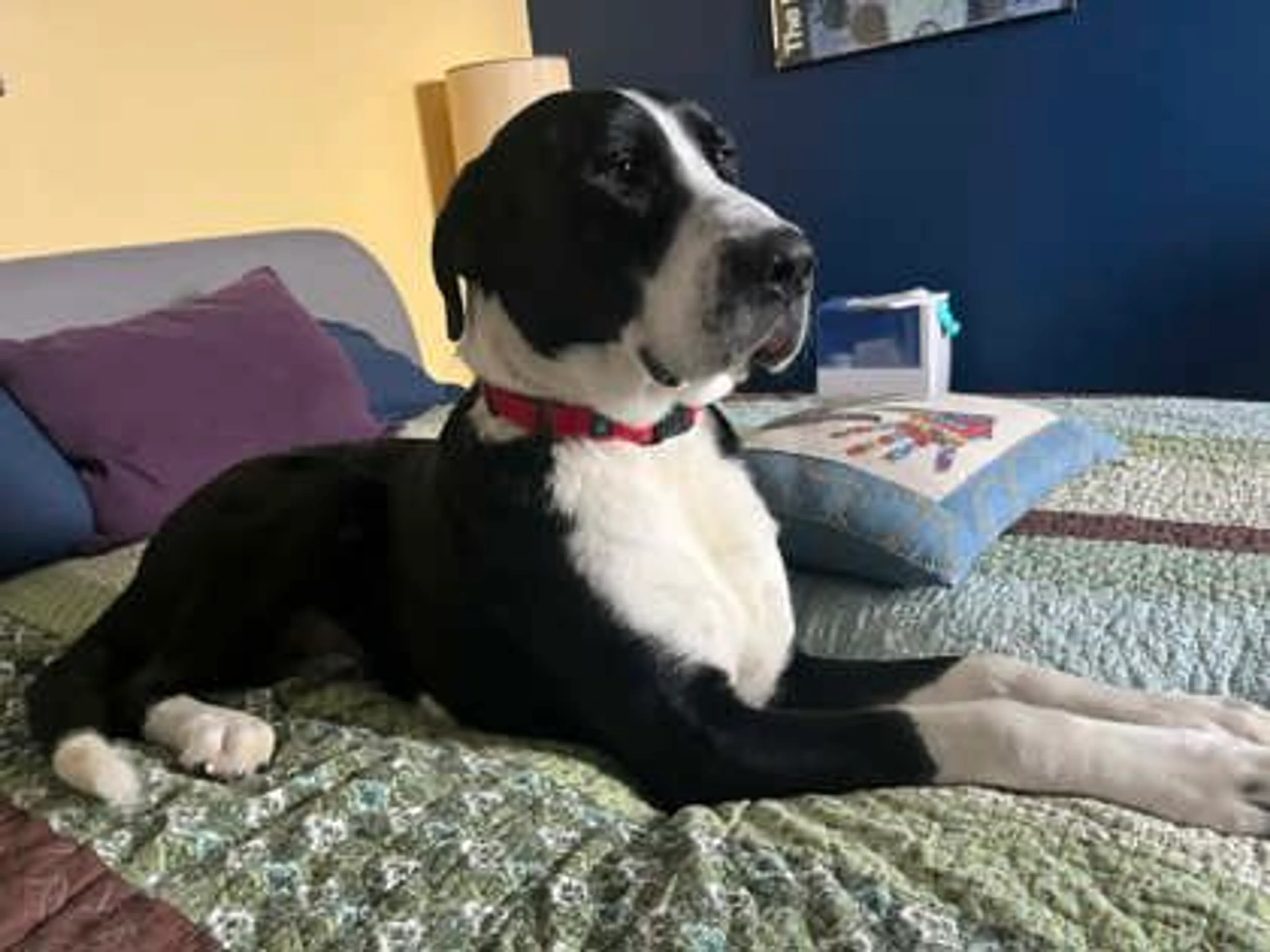 Found pet-2