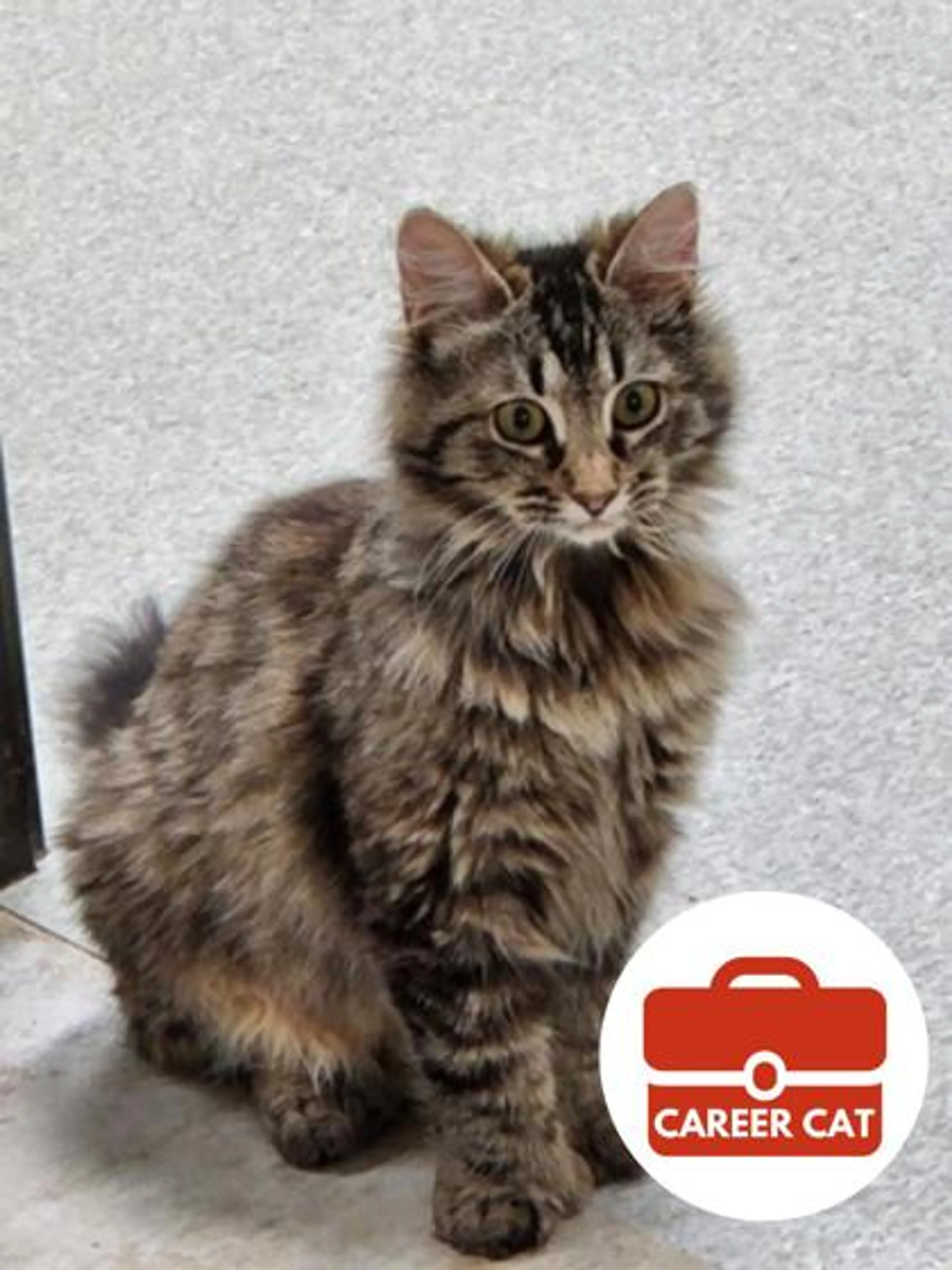 Found pet