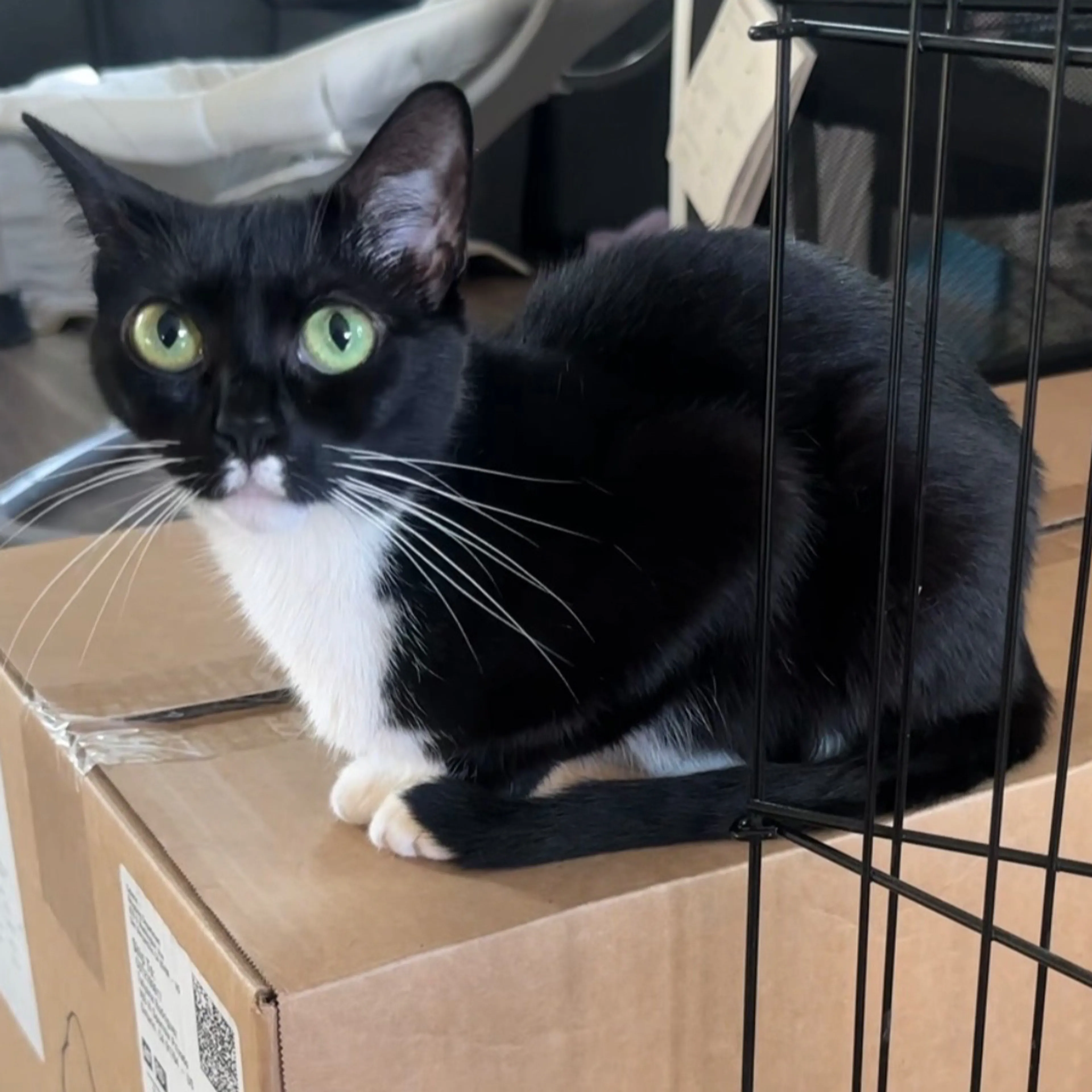 Lost pet-1
