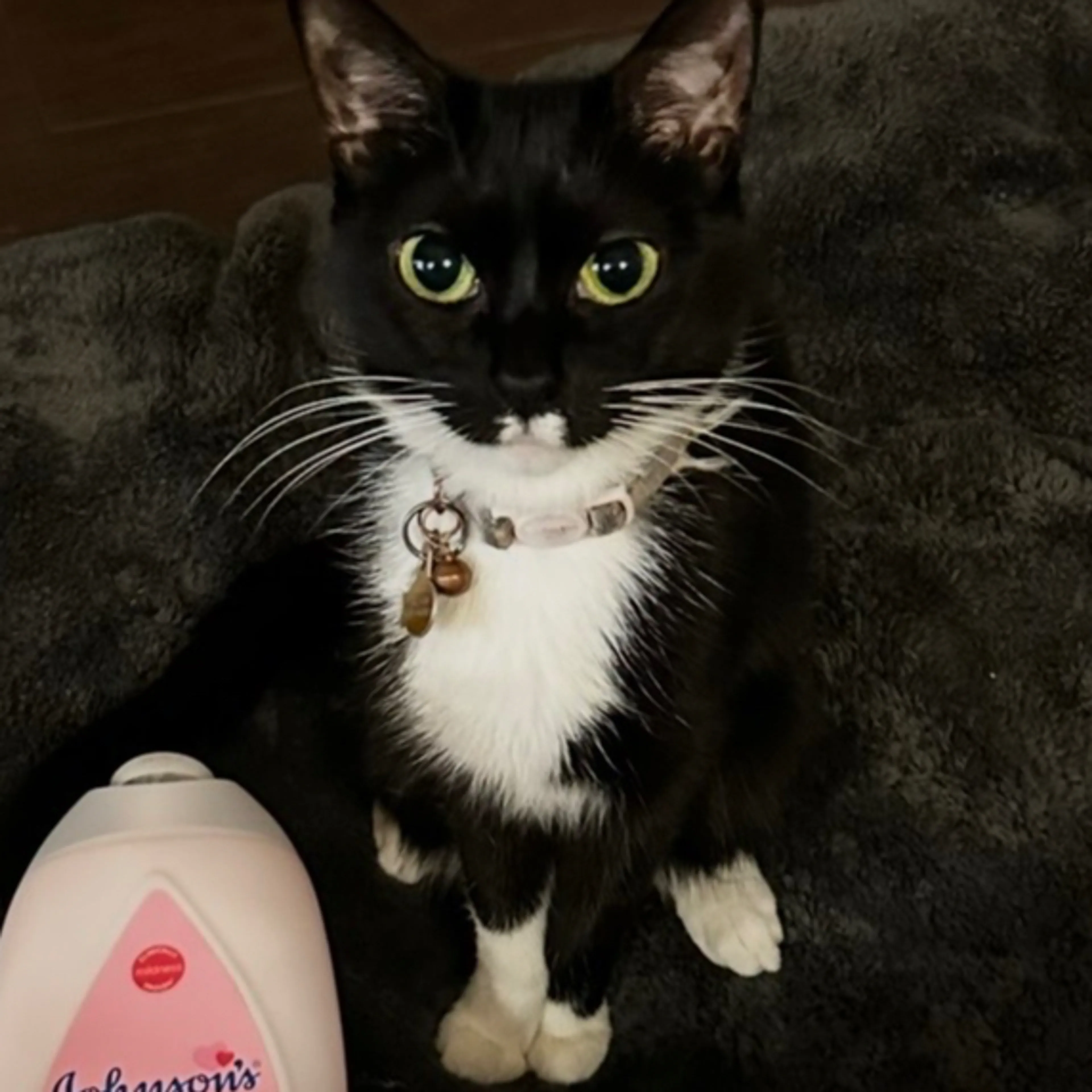 Lost pet-3