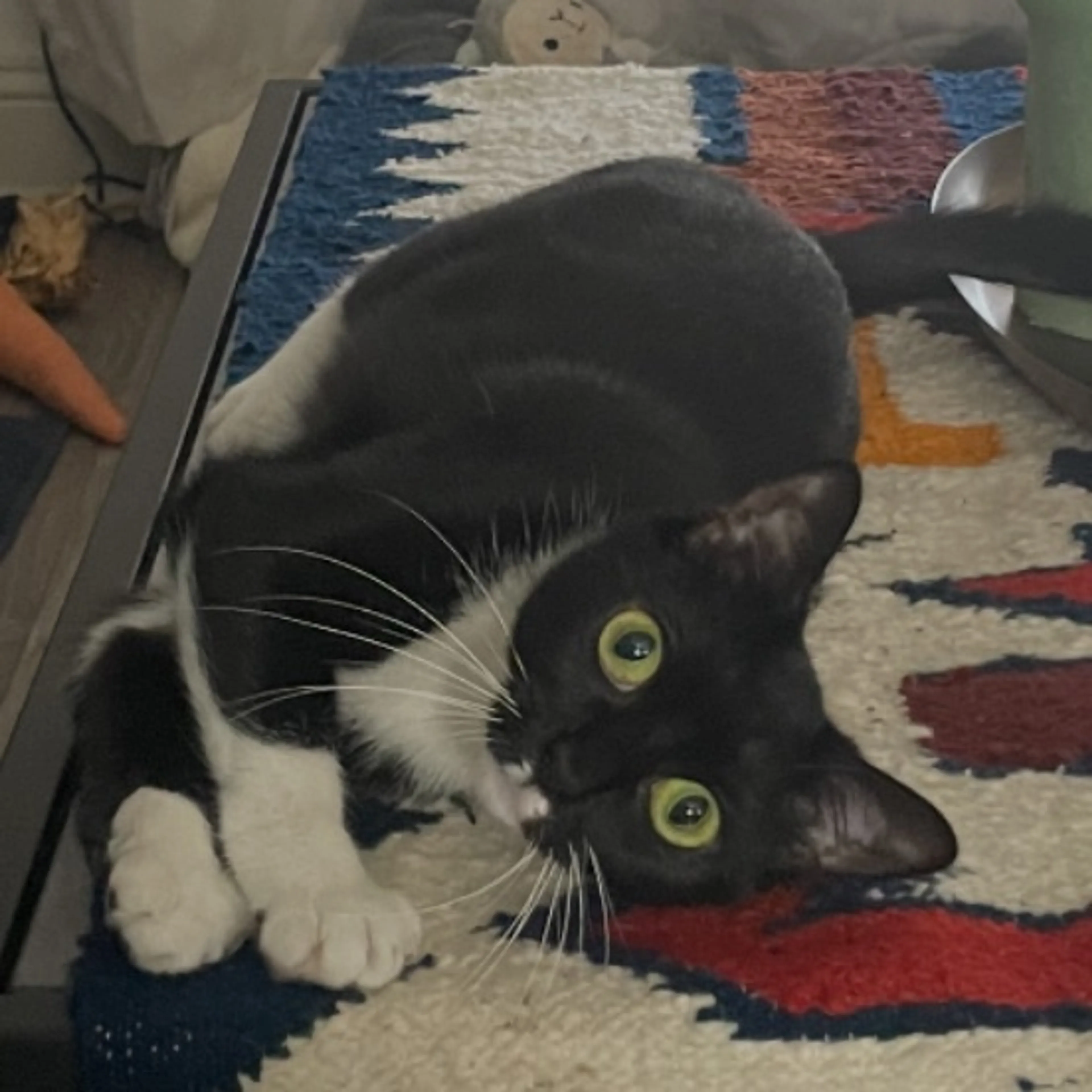 Lost pet-0