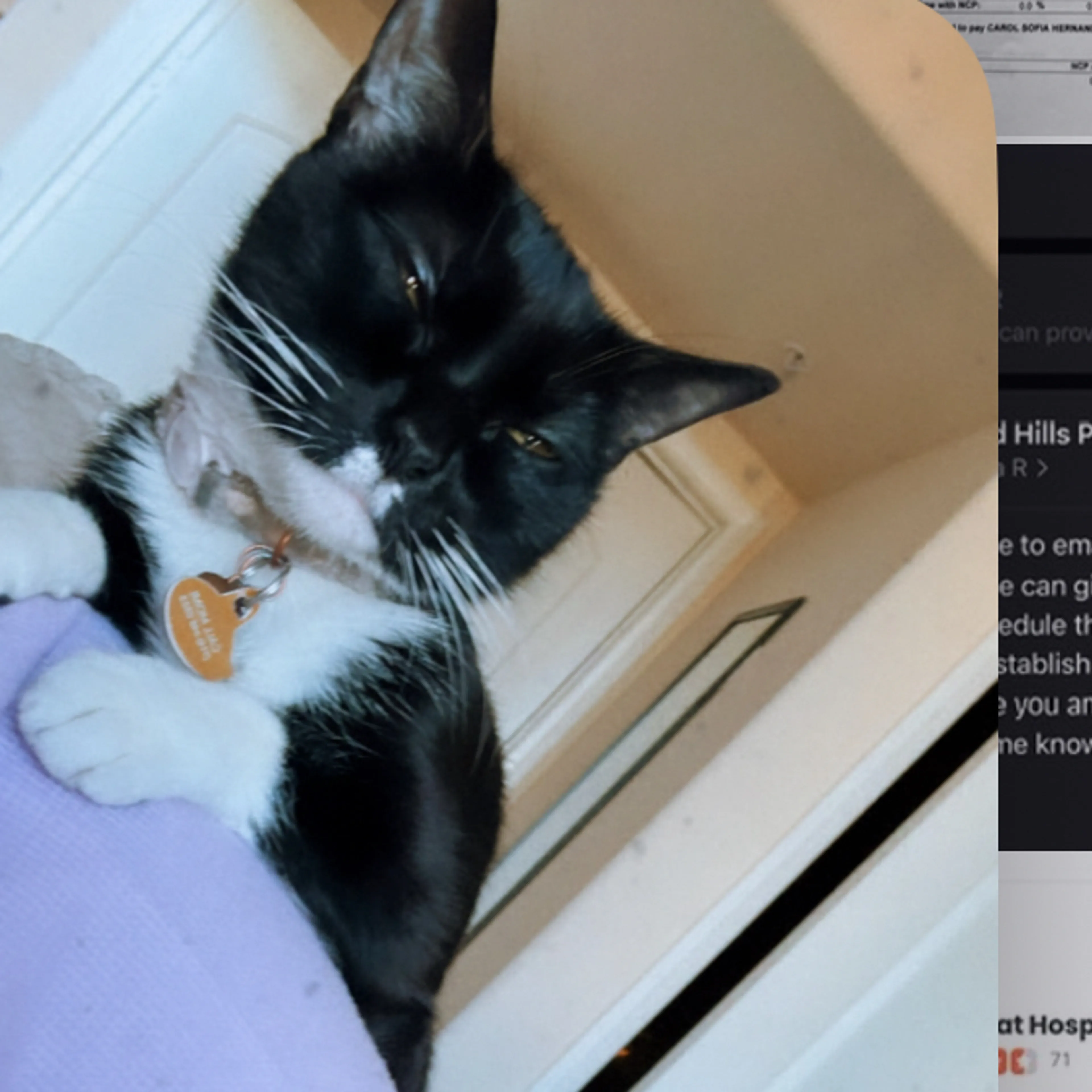 Lost pet-2