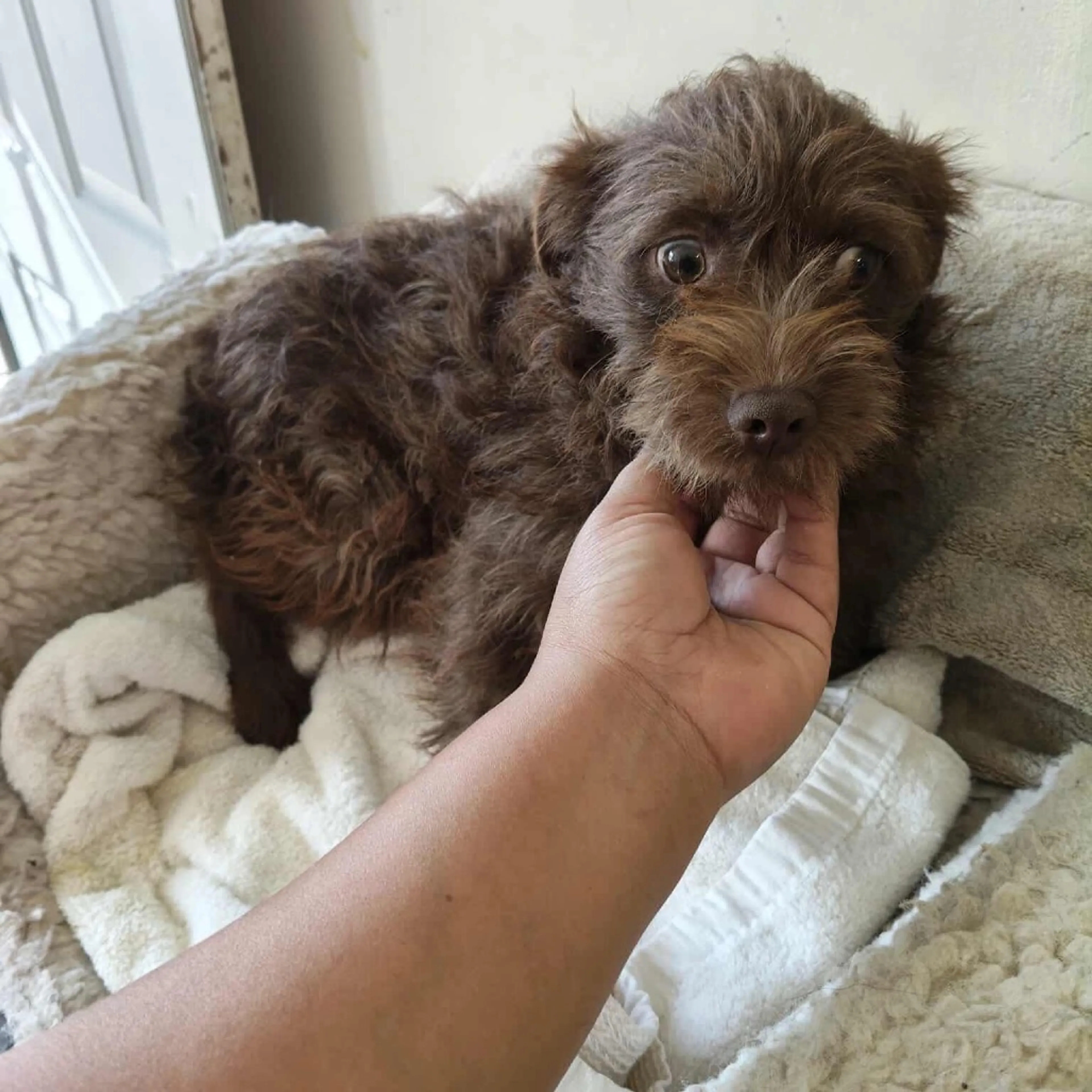 Found pet-1