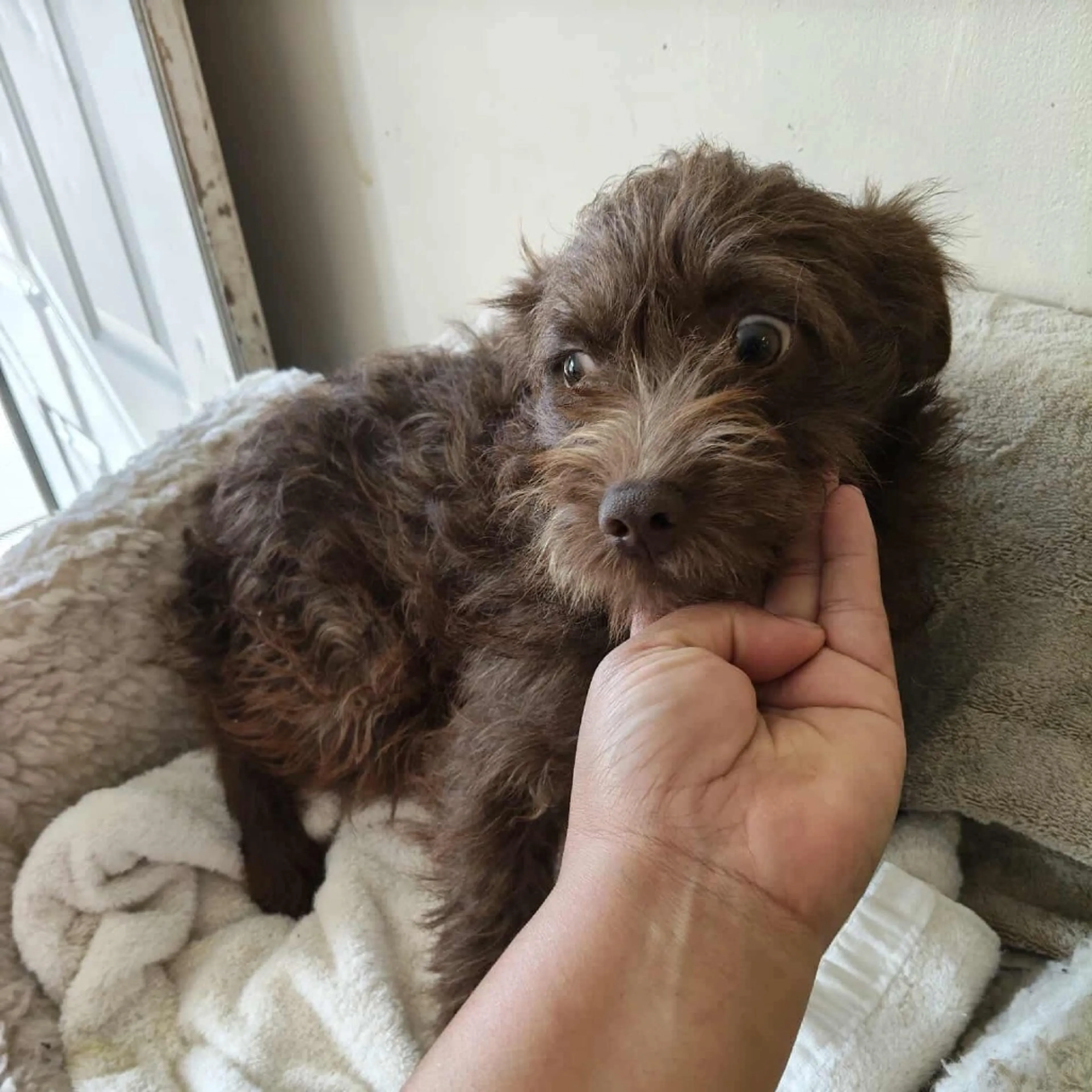 Found pet-2