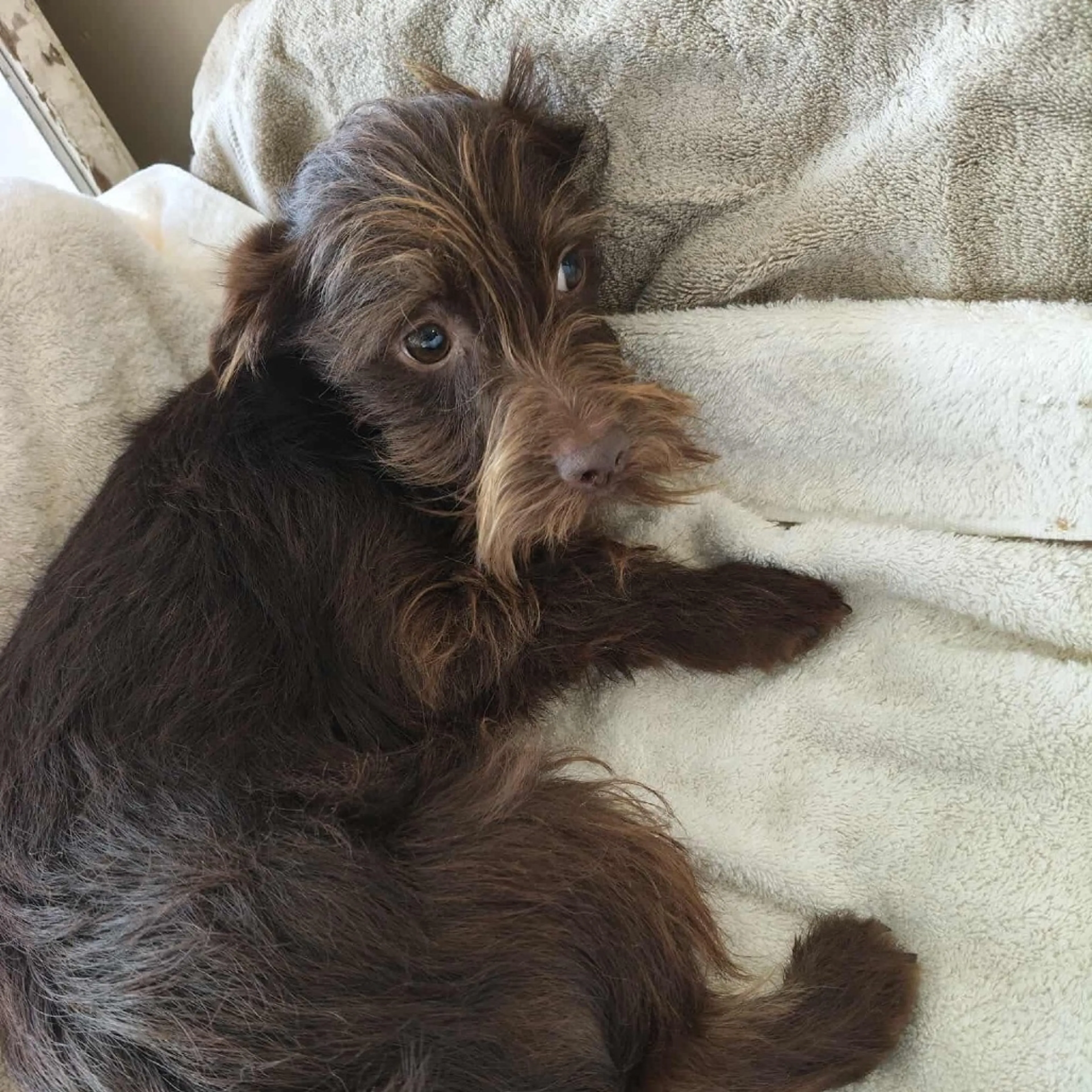 Found pet-4