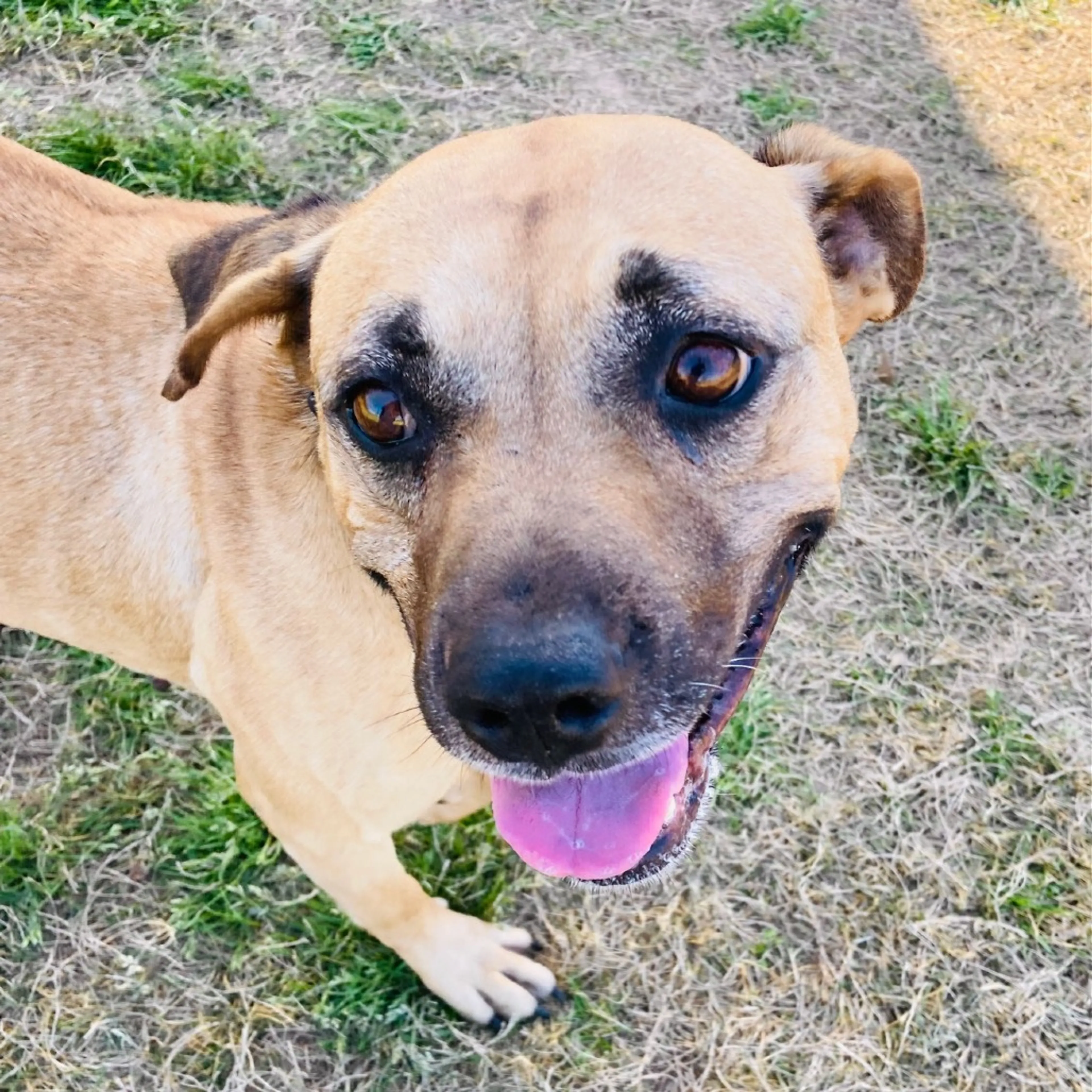 Found pet-3