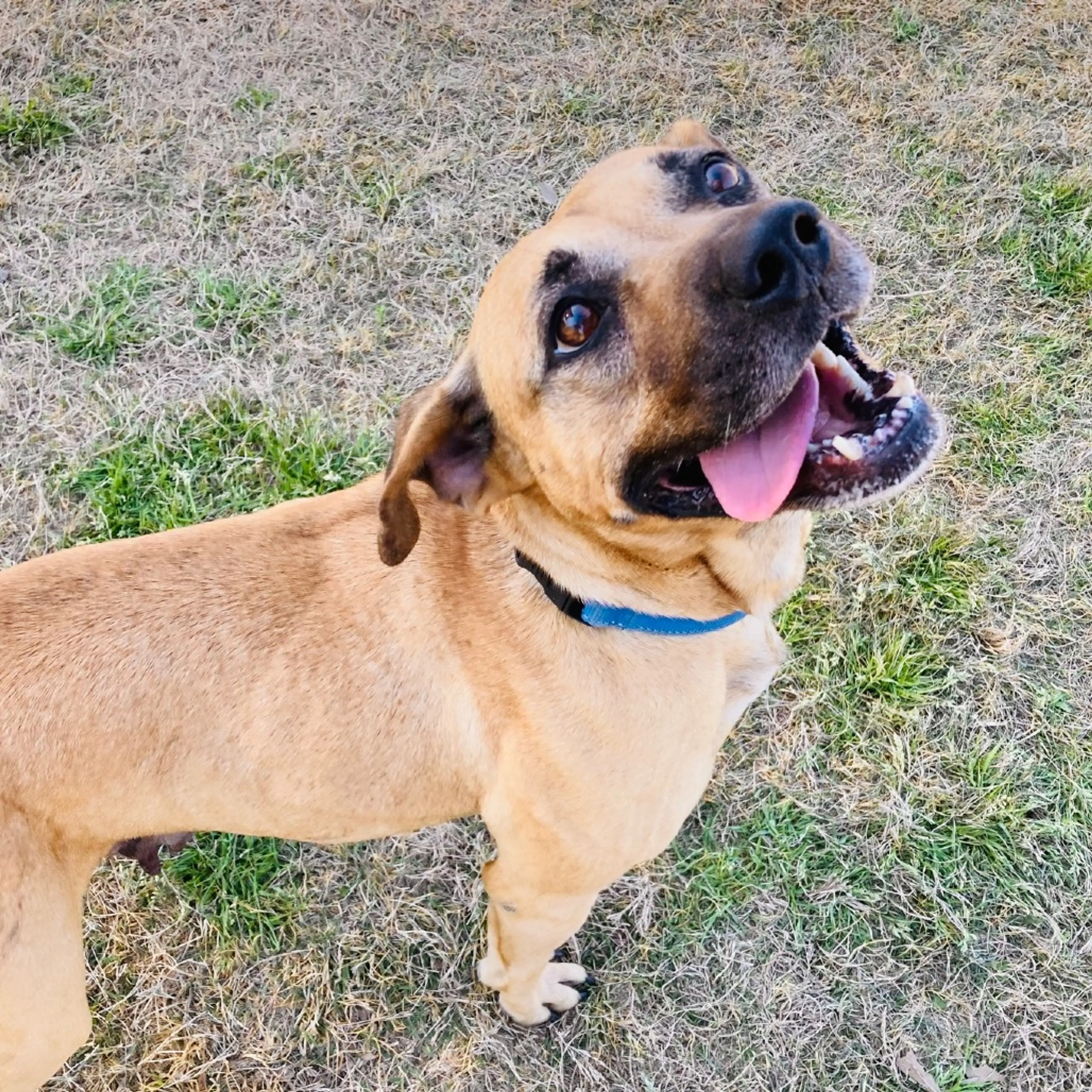 Found pet-4