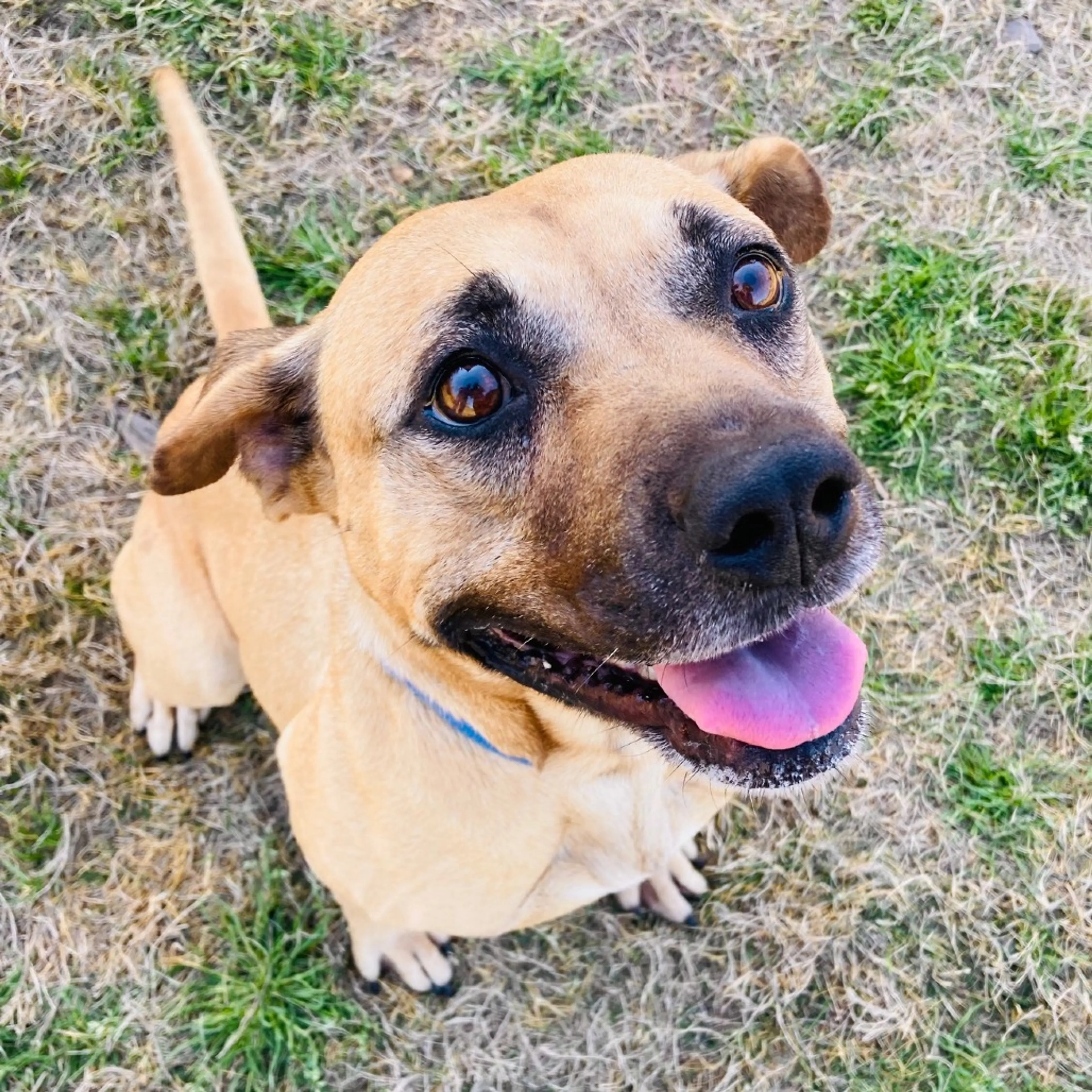 Found pet-5