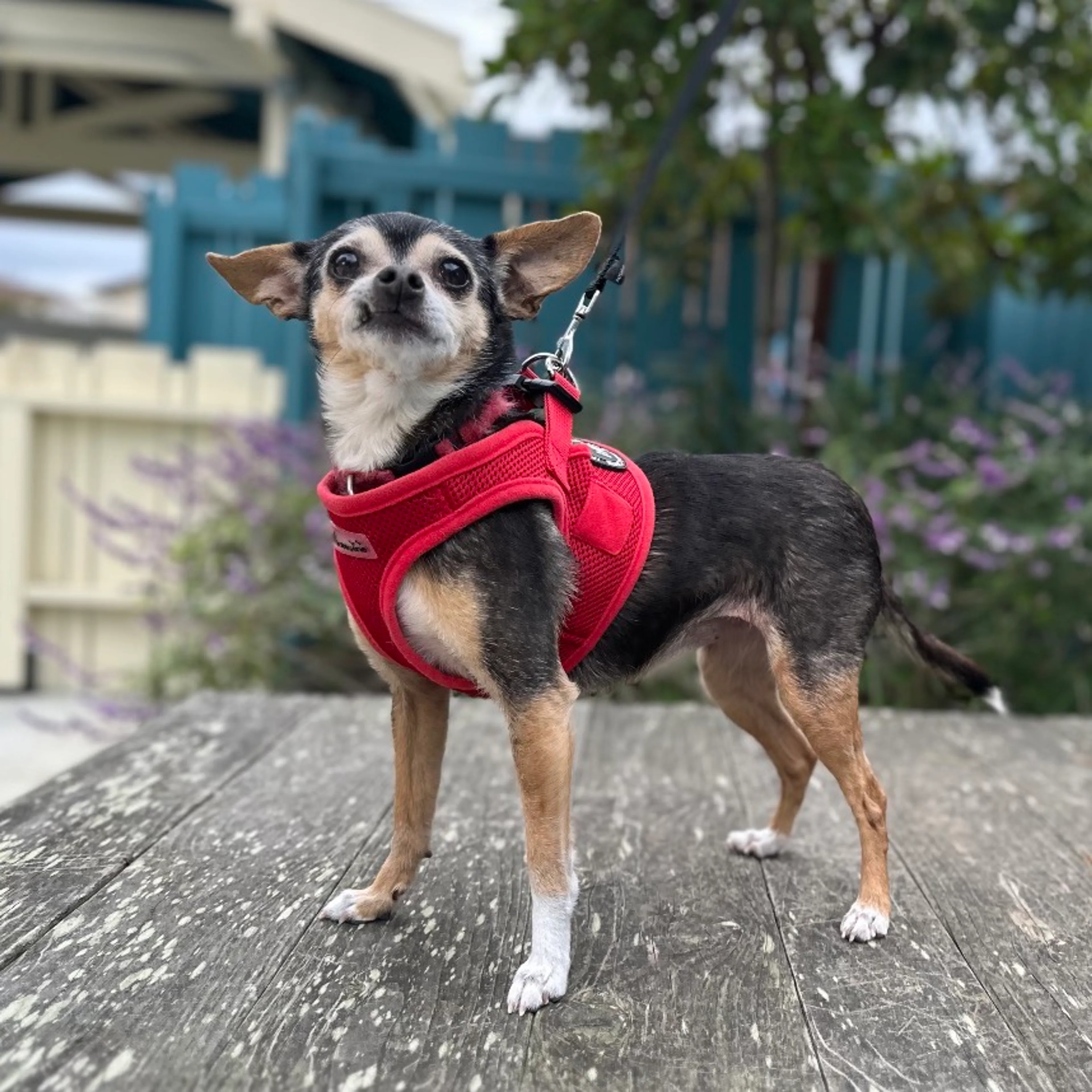 Found pet-1