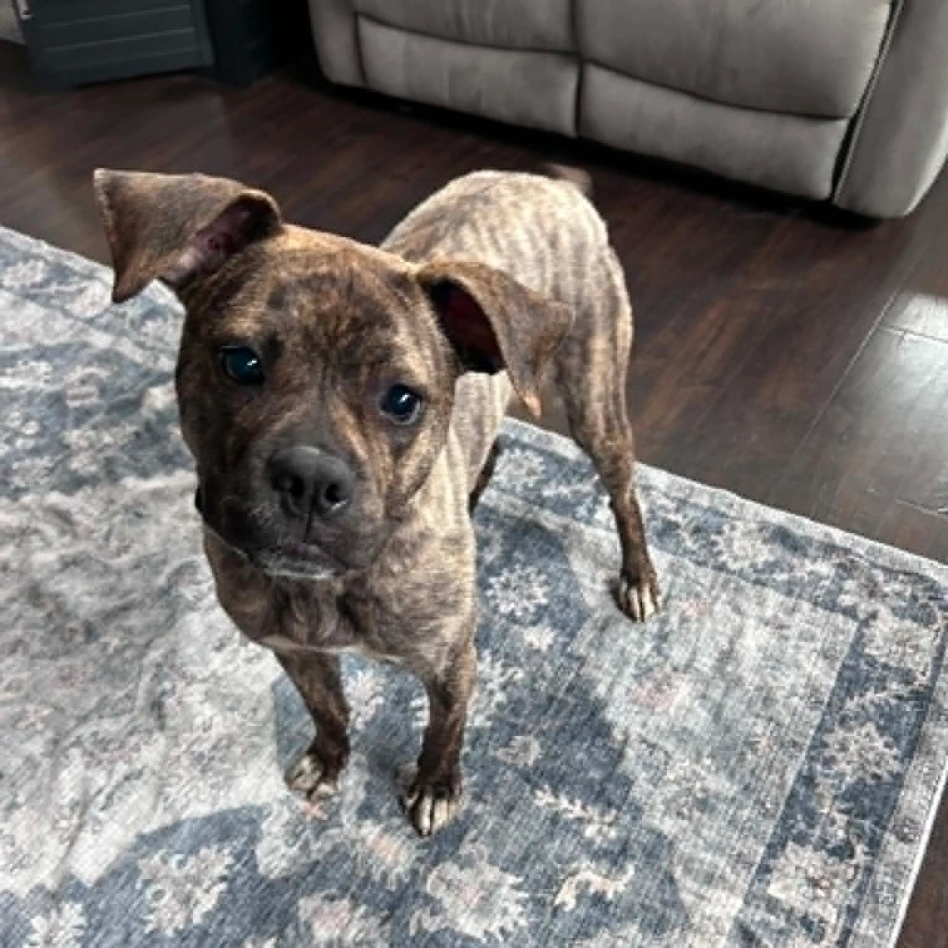 Found pet-0