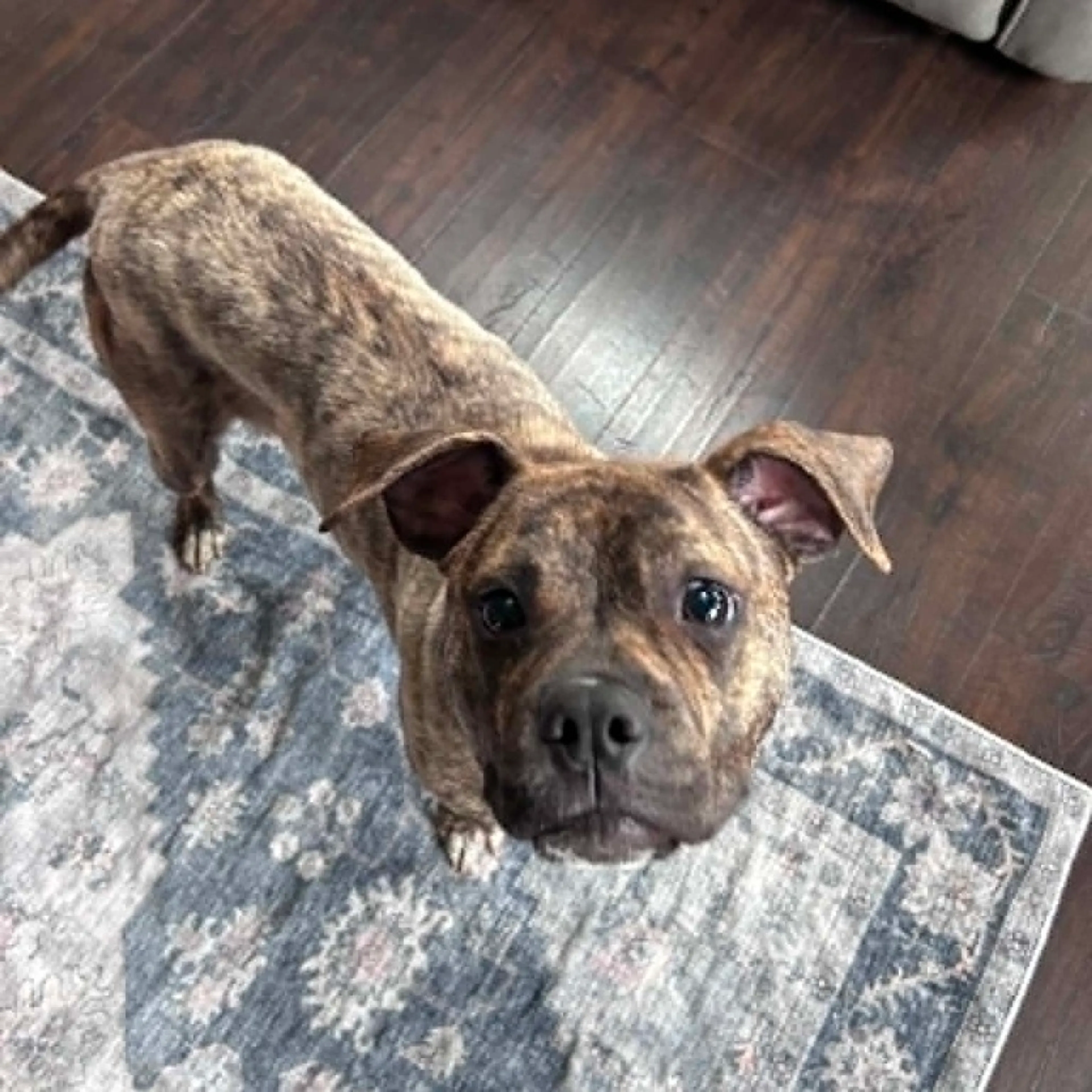 Found pet-19