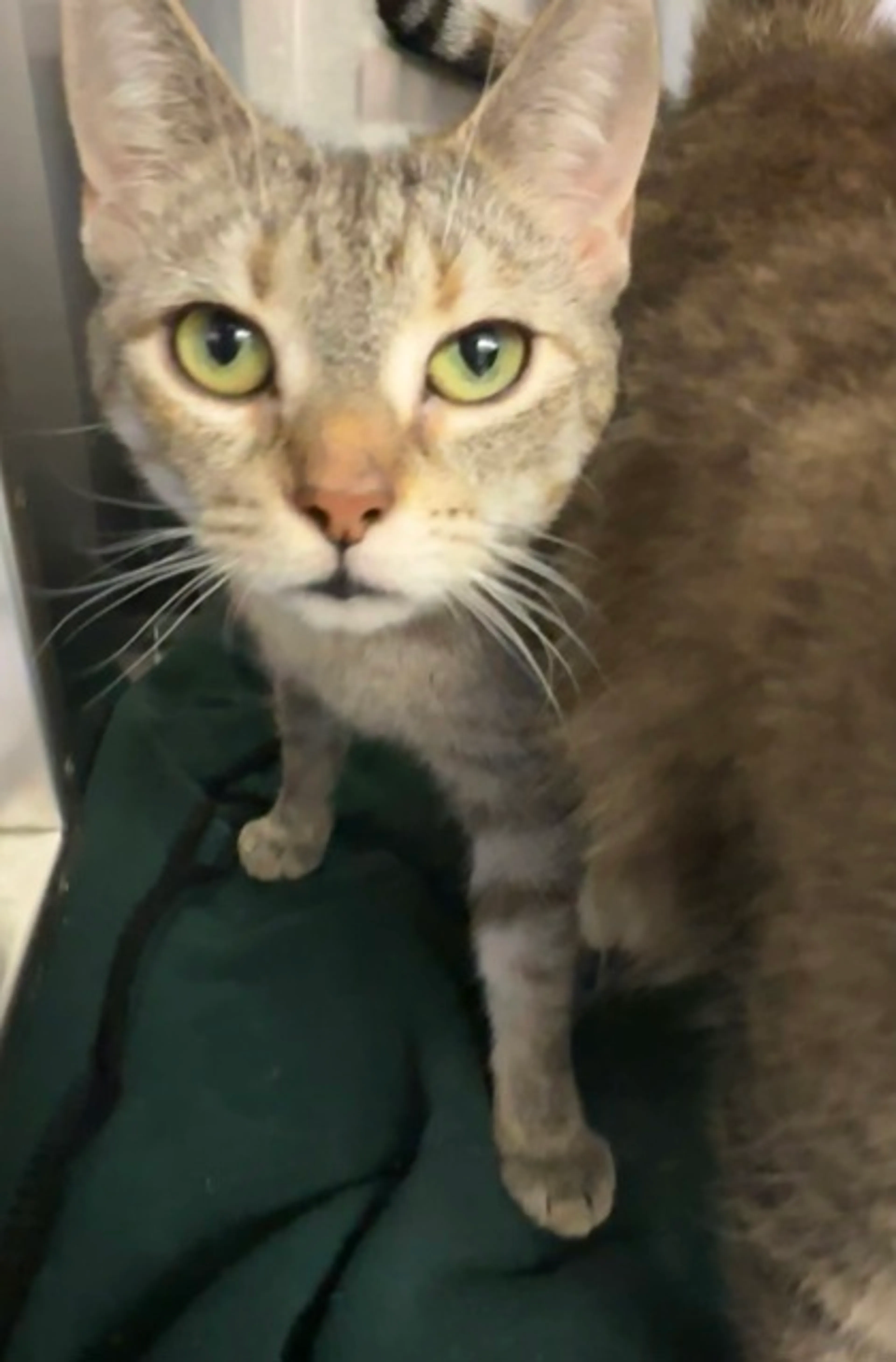 Found pet