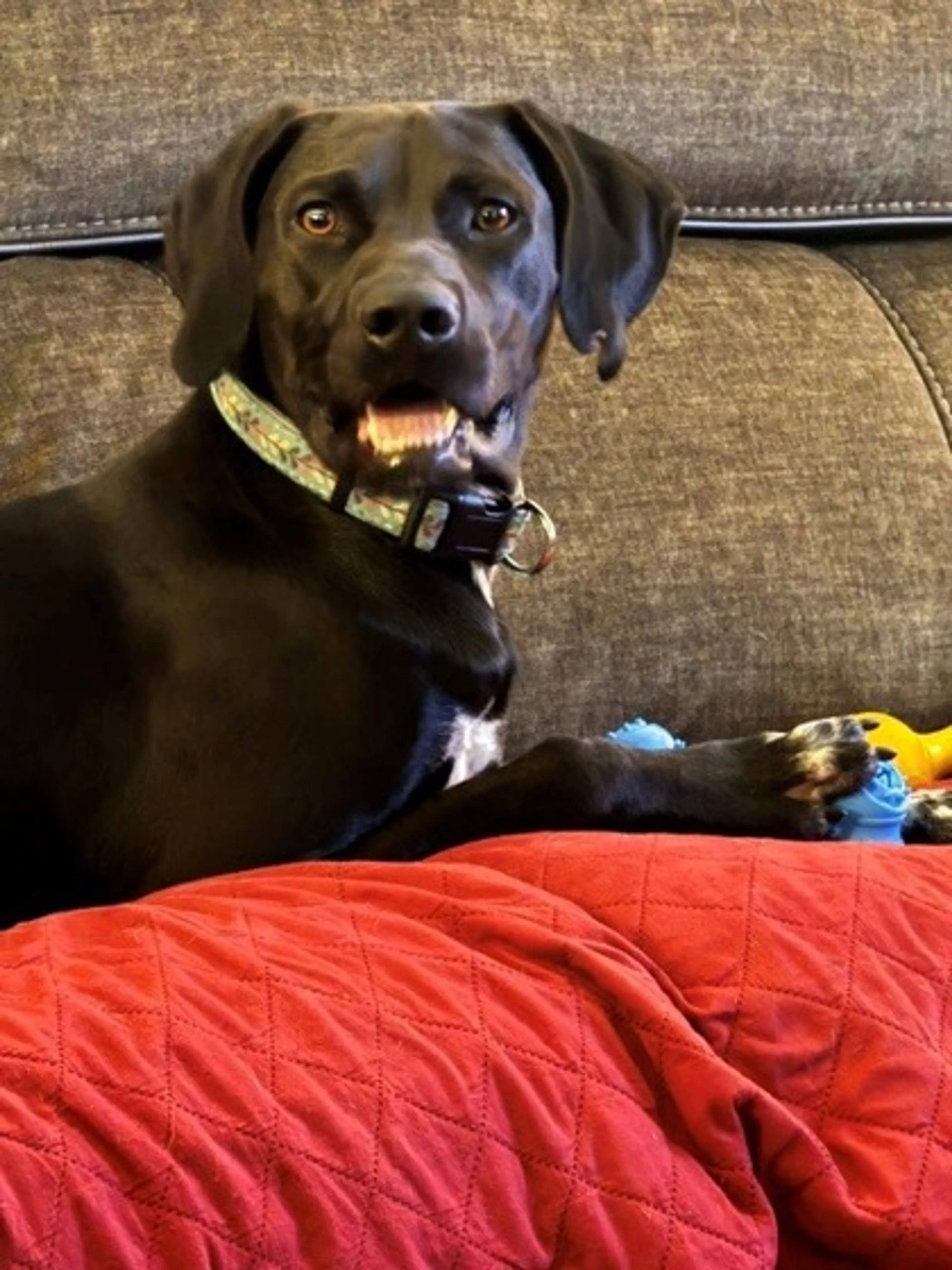 Found pet-1