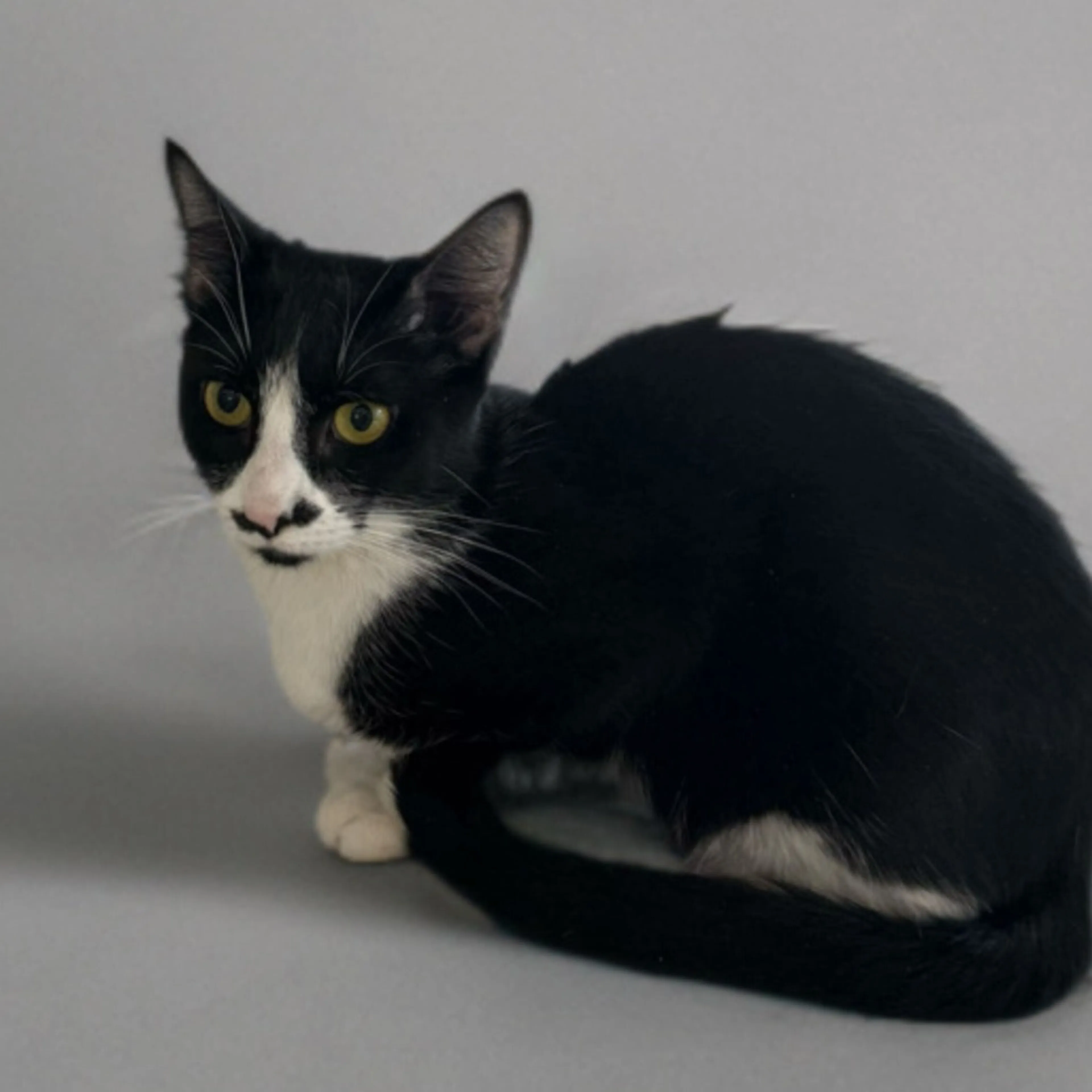 Found pet-1