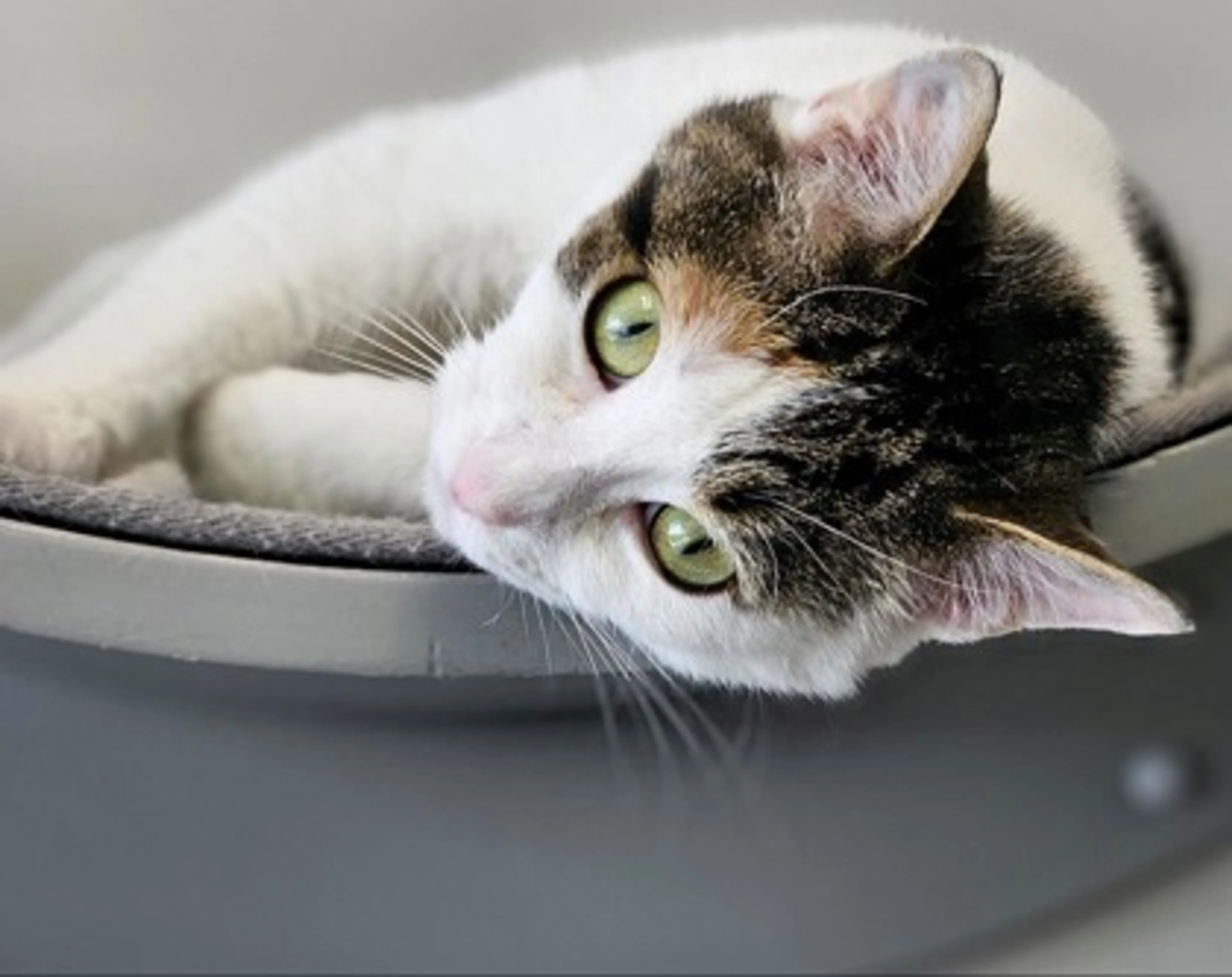 Found pet-2