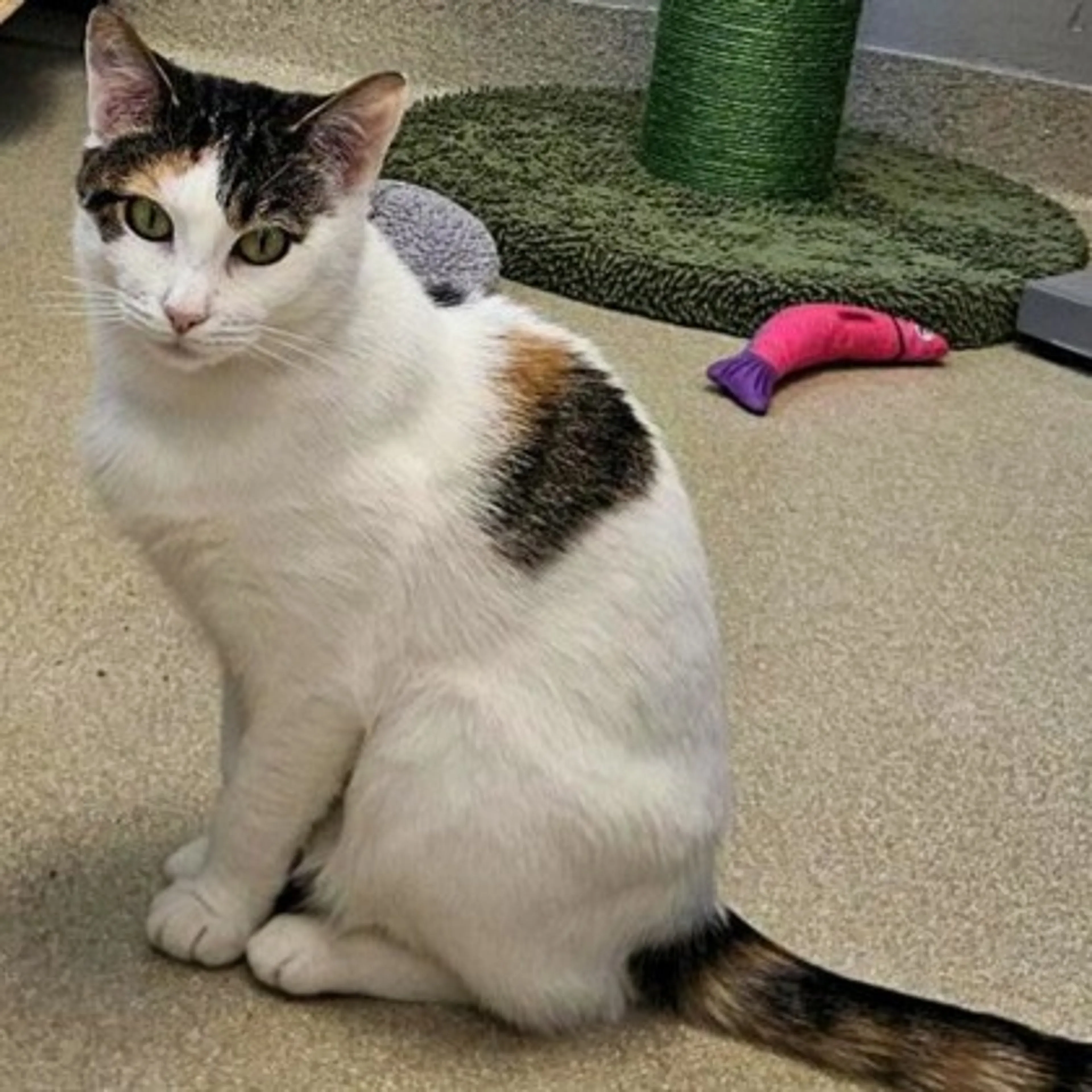 Found pet-1