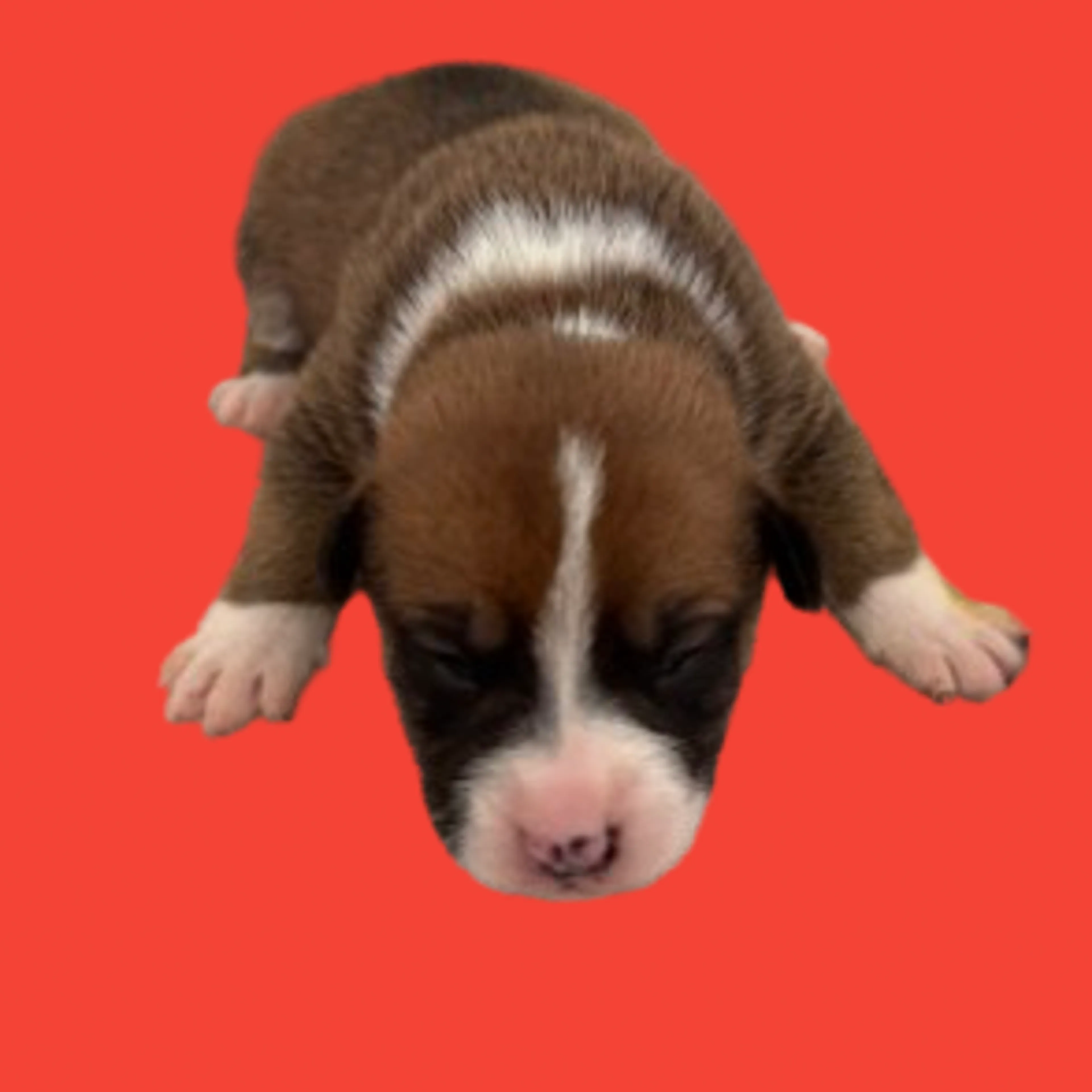 Found pet
