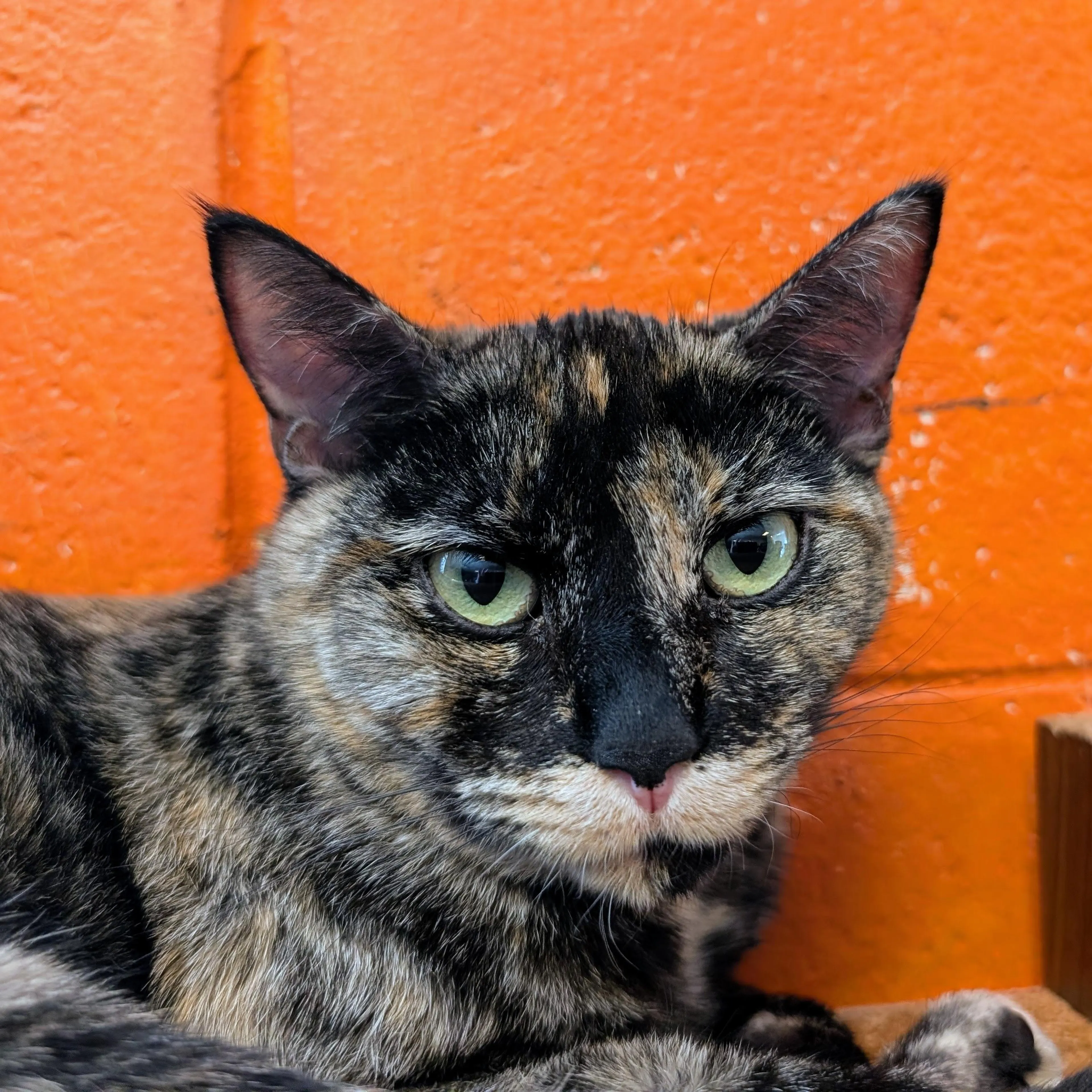 Found pet-1