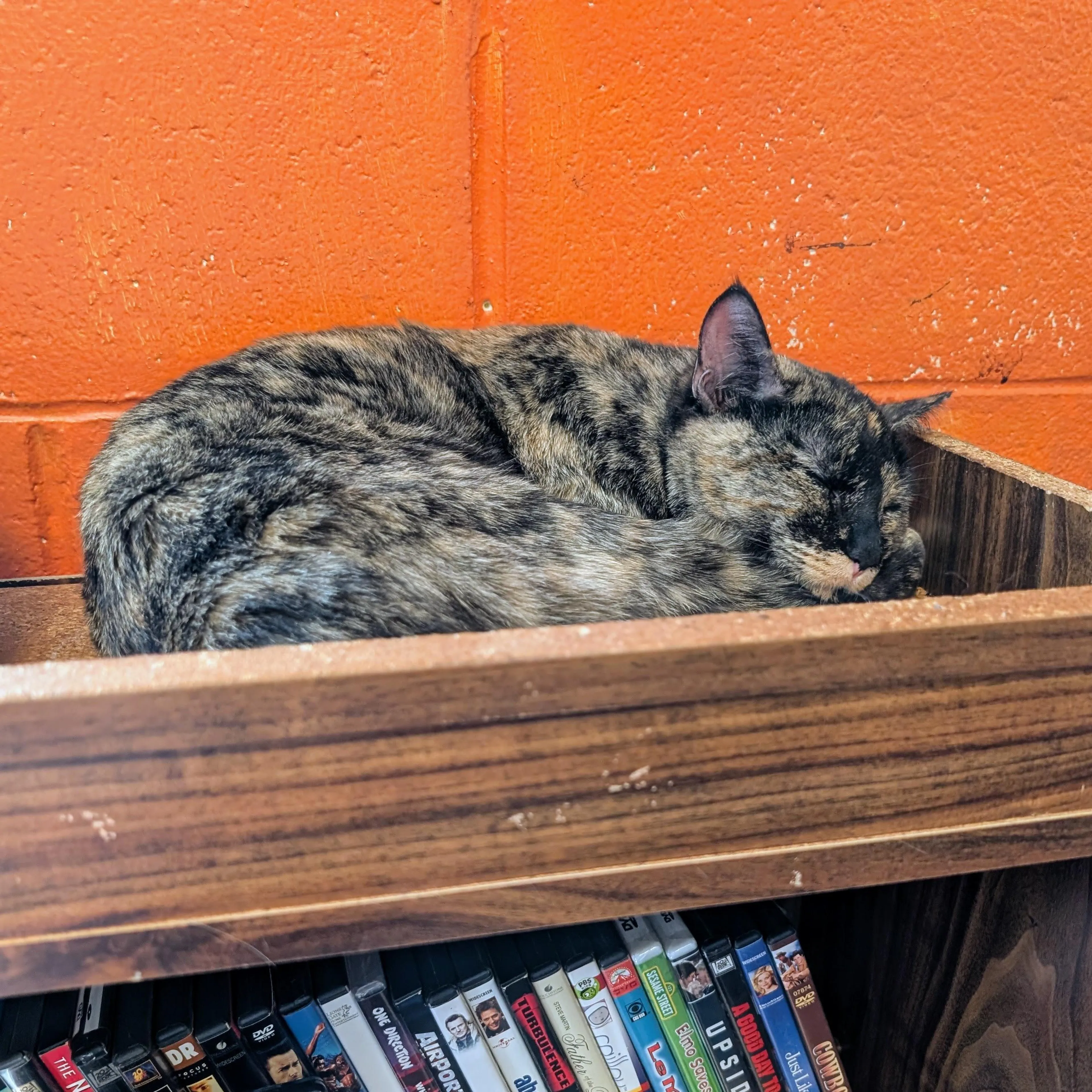 Found pet-3