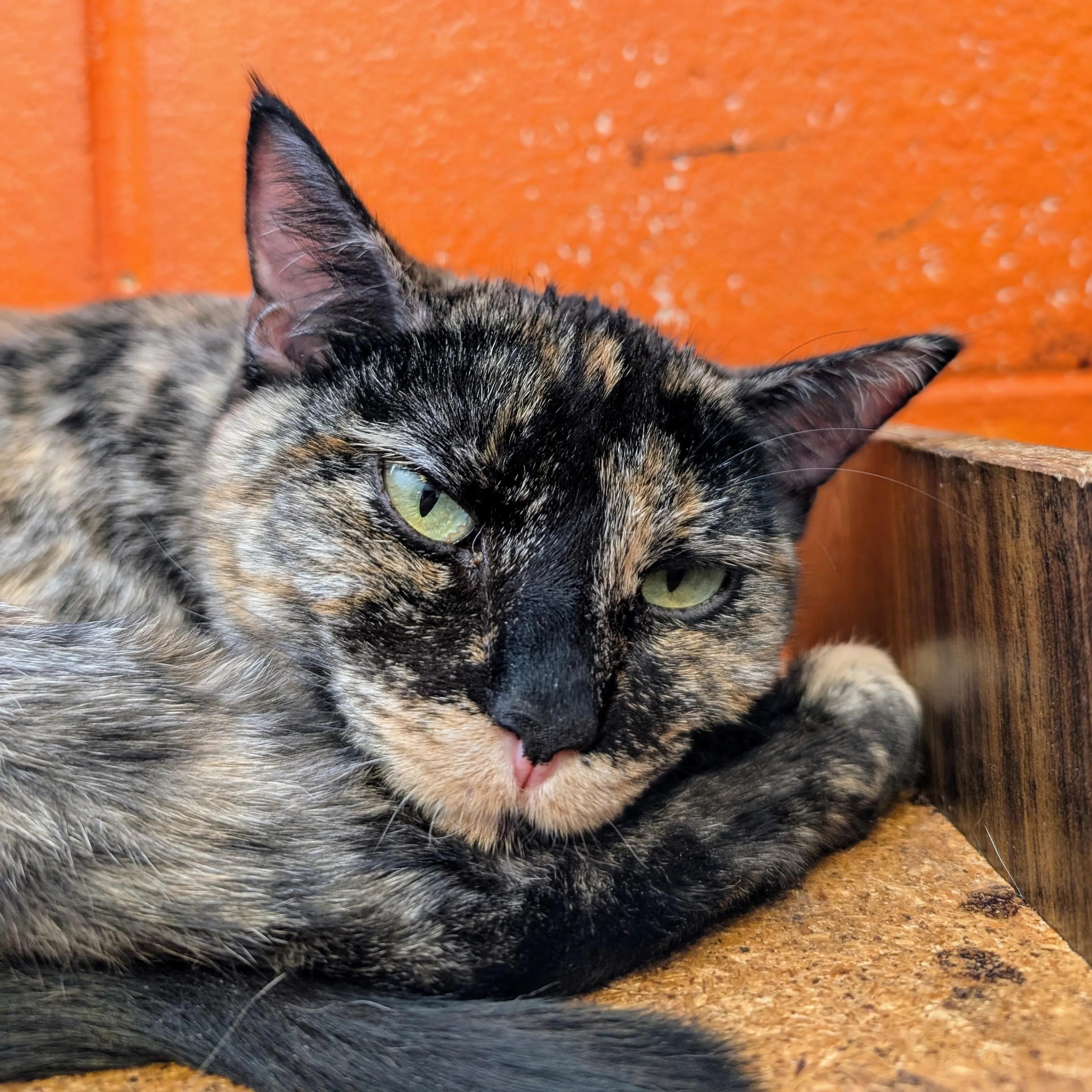 Found pet-2