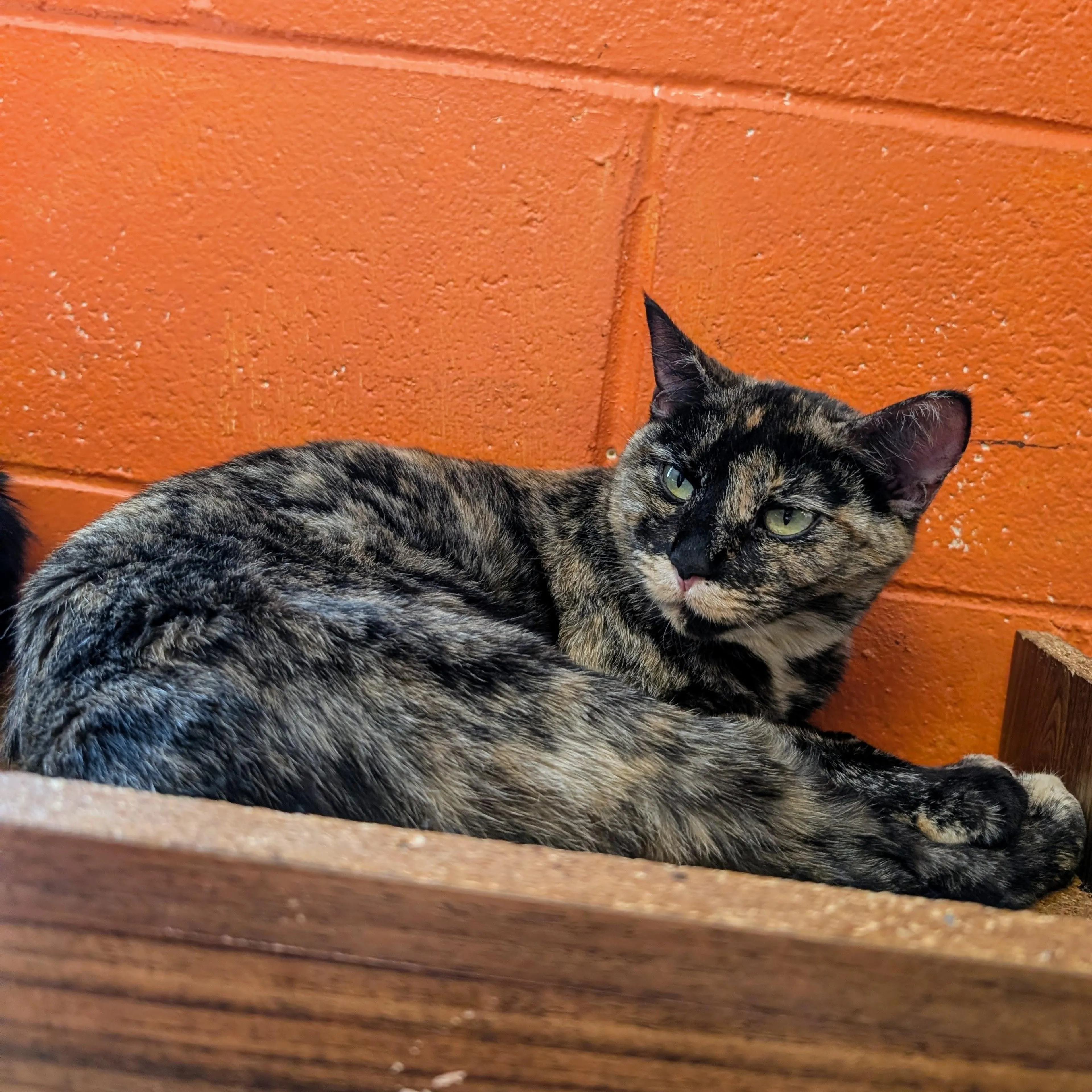 Found pet-0