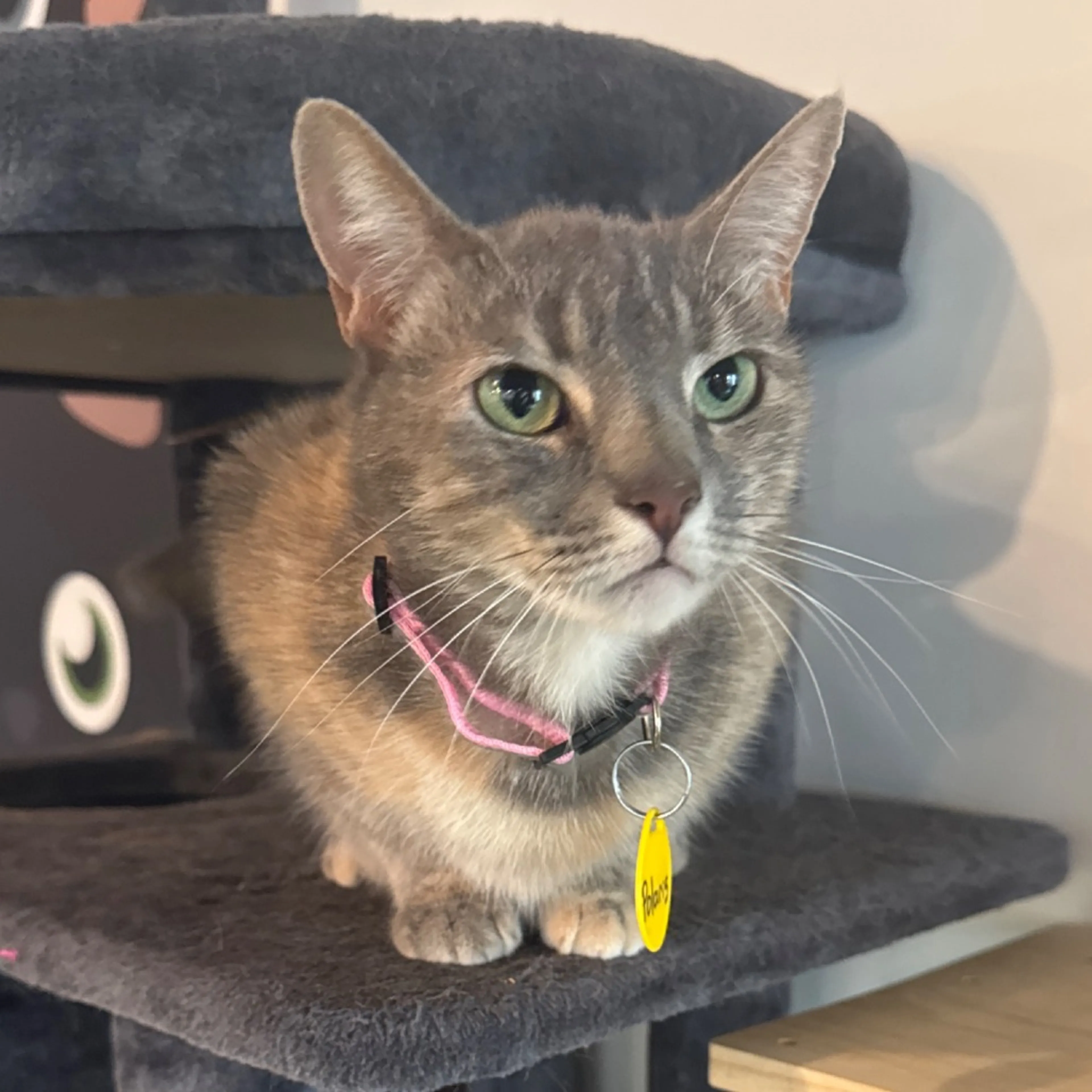 Found pet-4