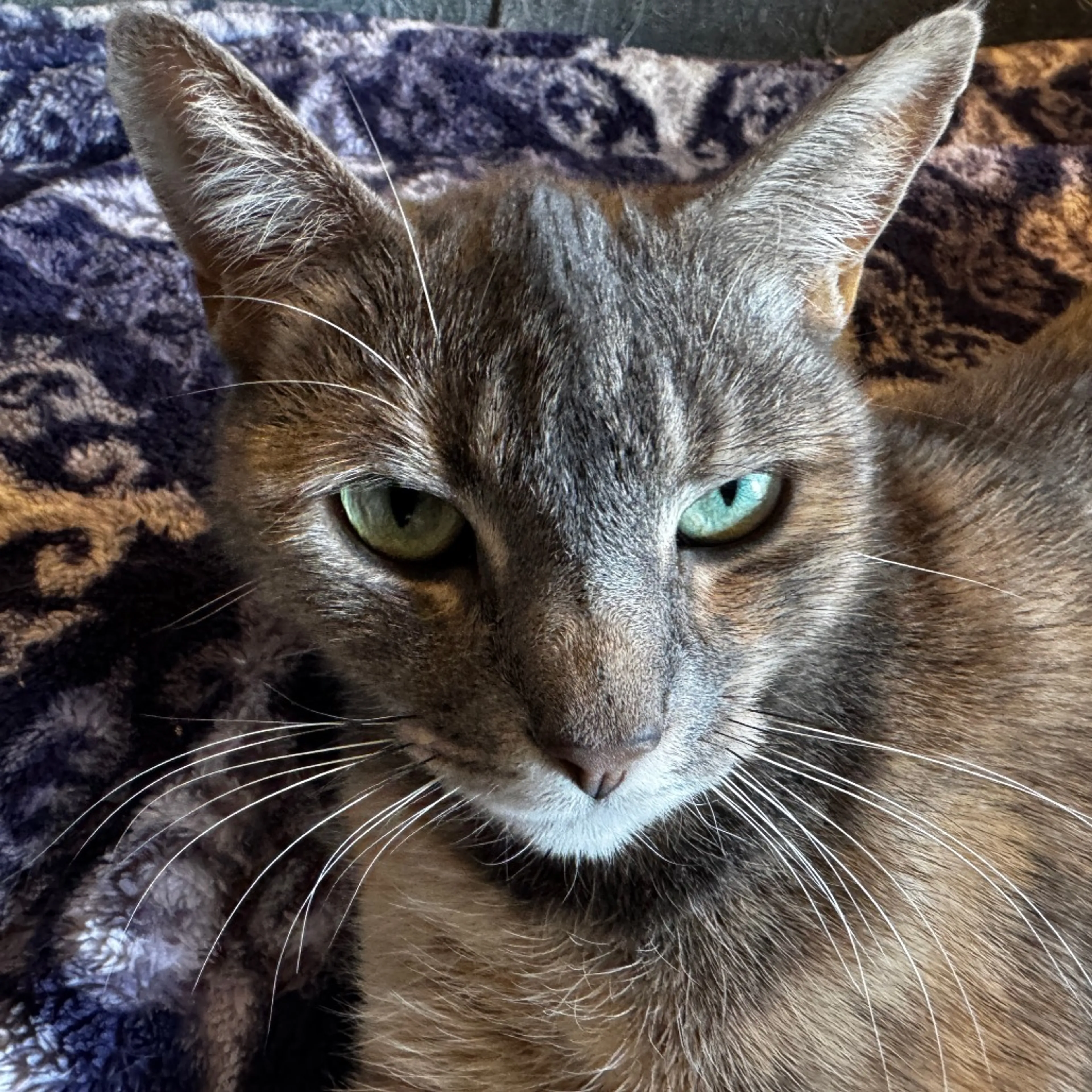 Found pet-2