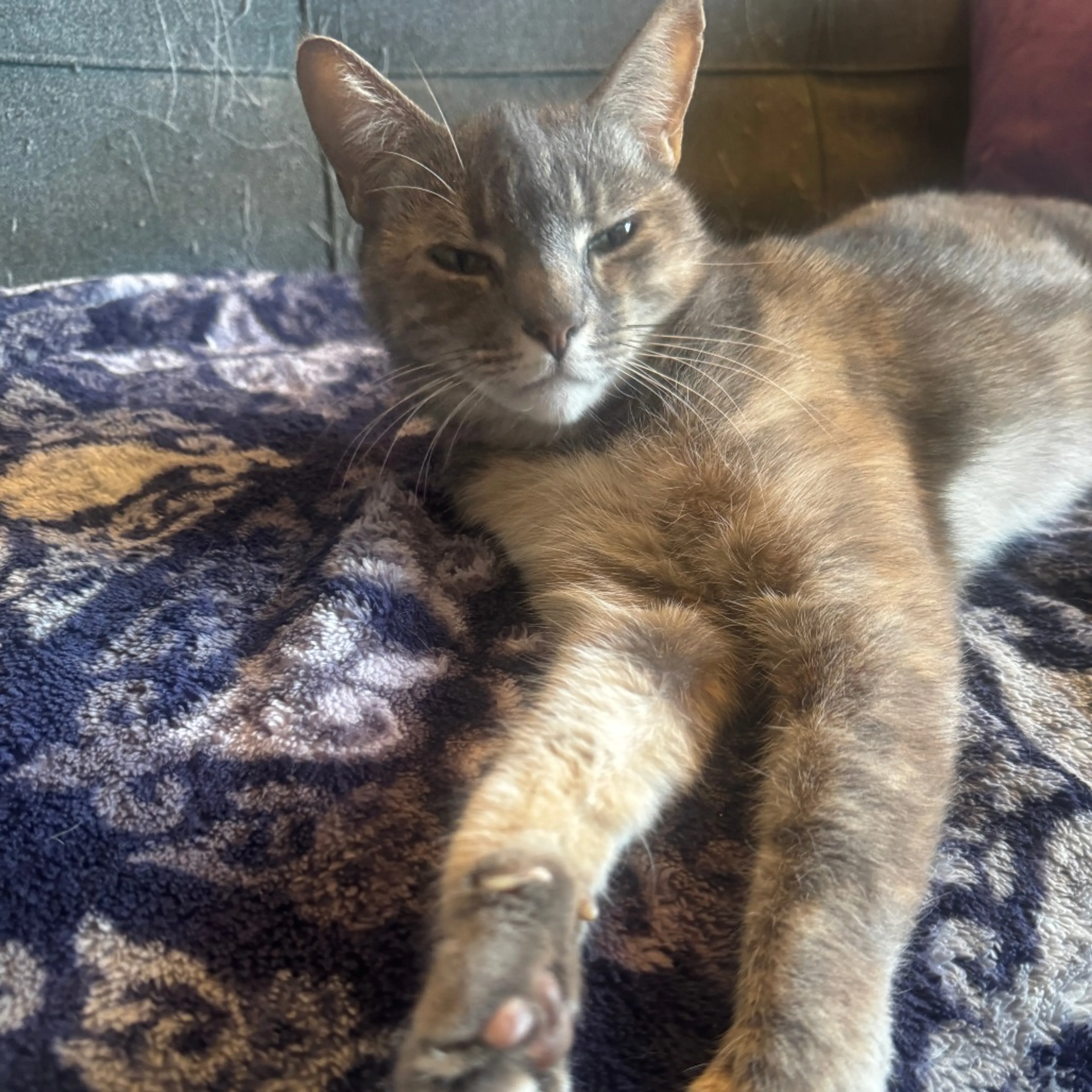 Found pet-3
