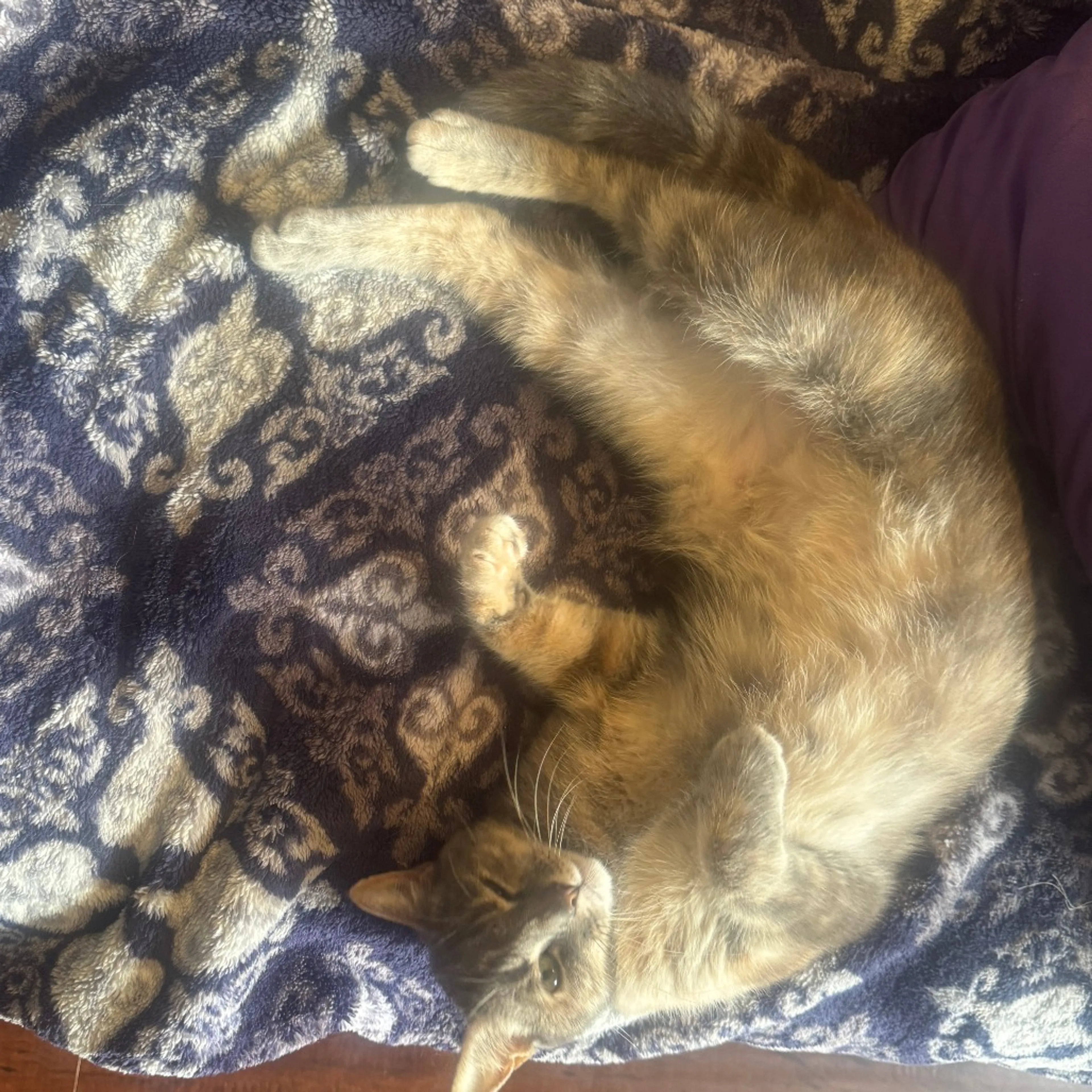 Found pet-1