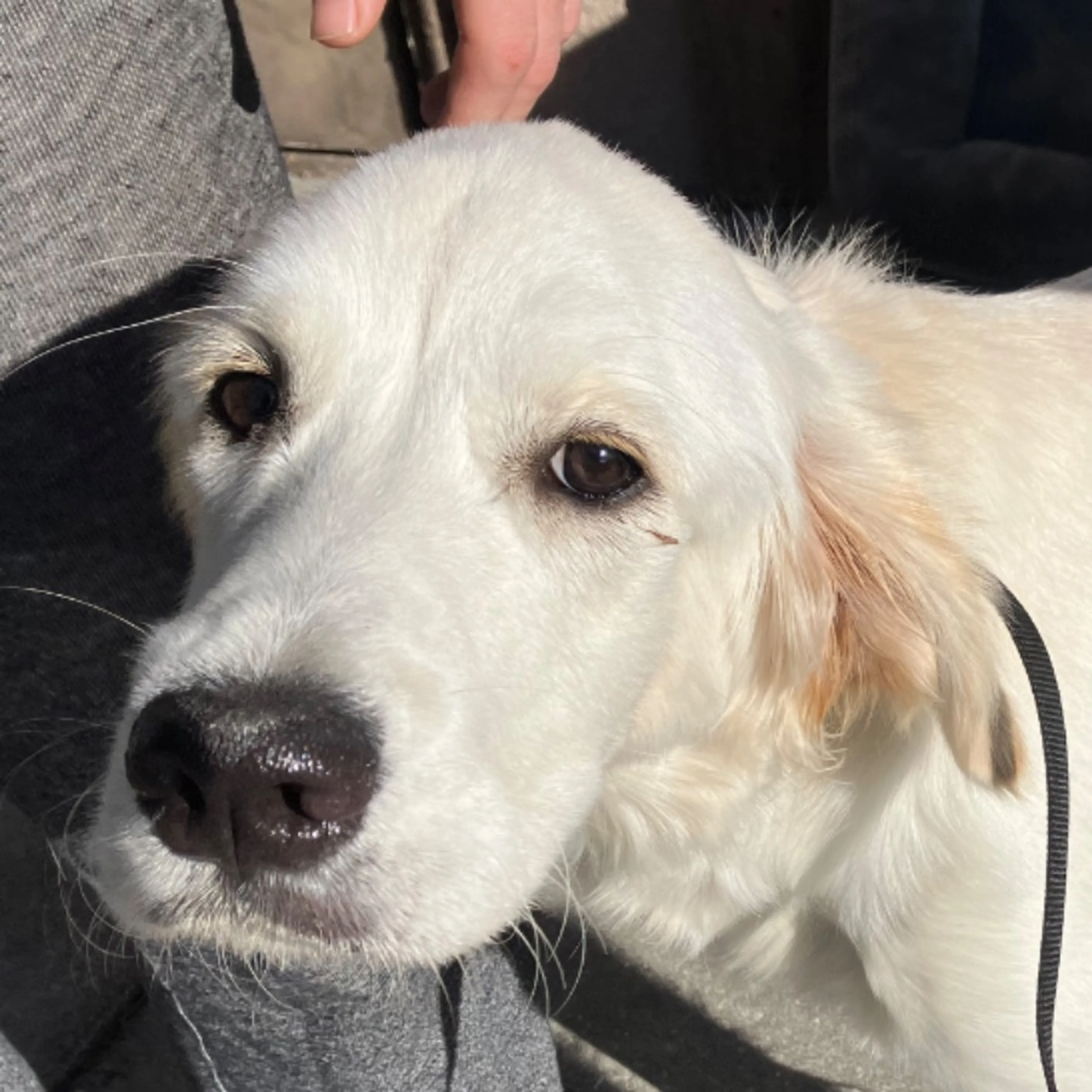 Found pet