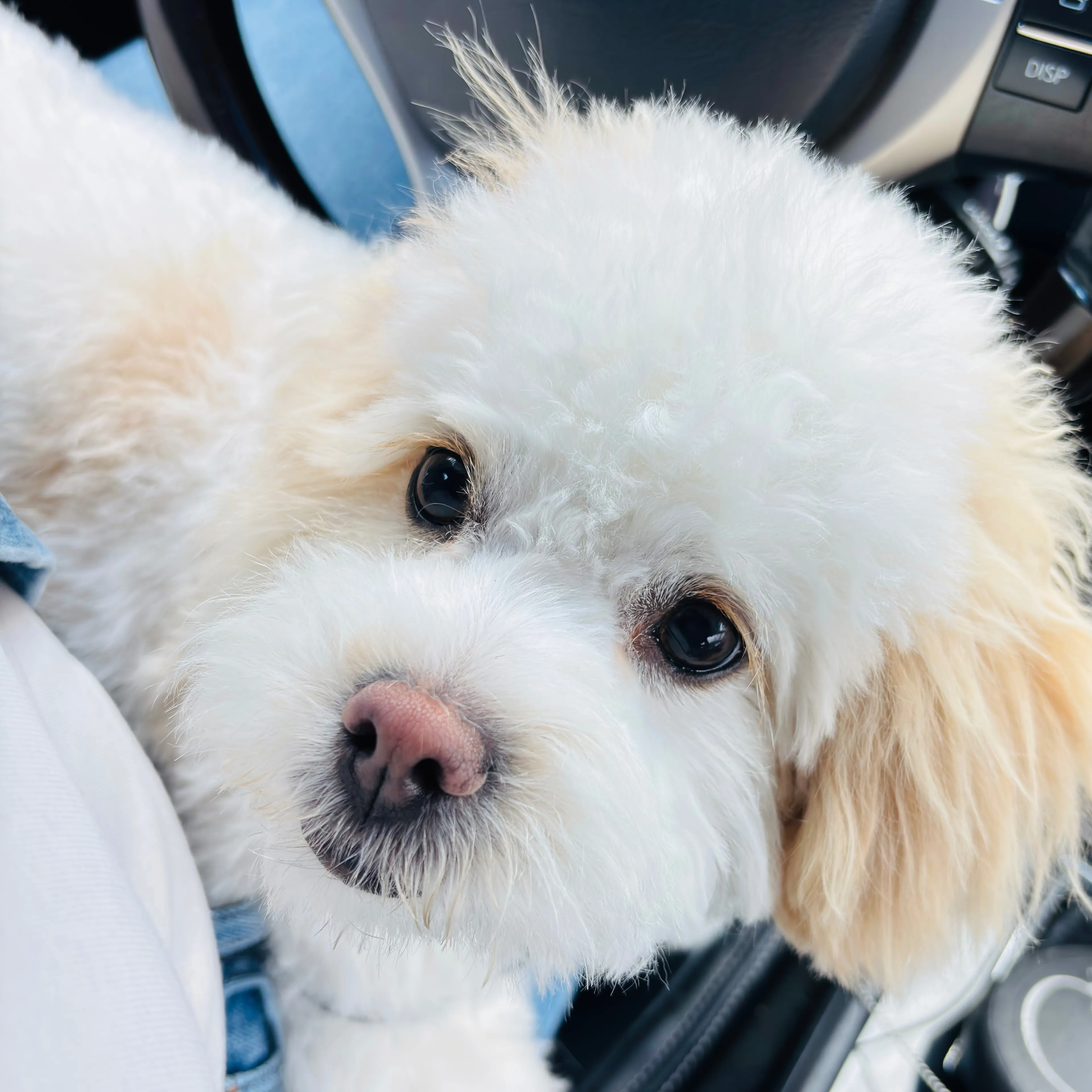 Lost pet-1