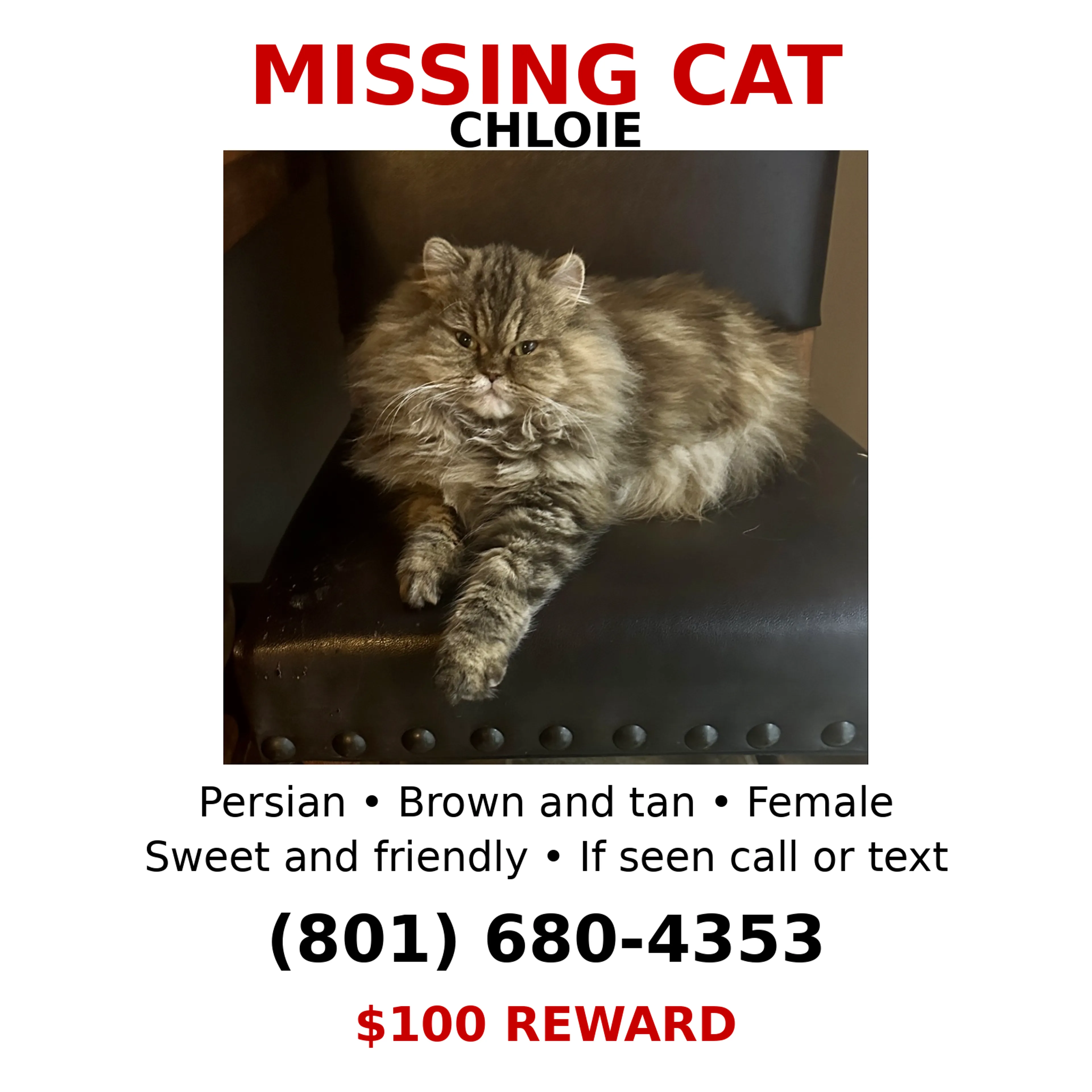 Lost pet