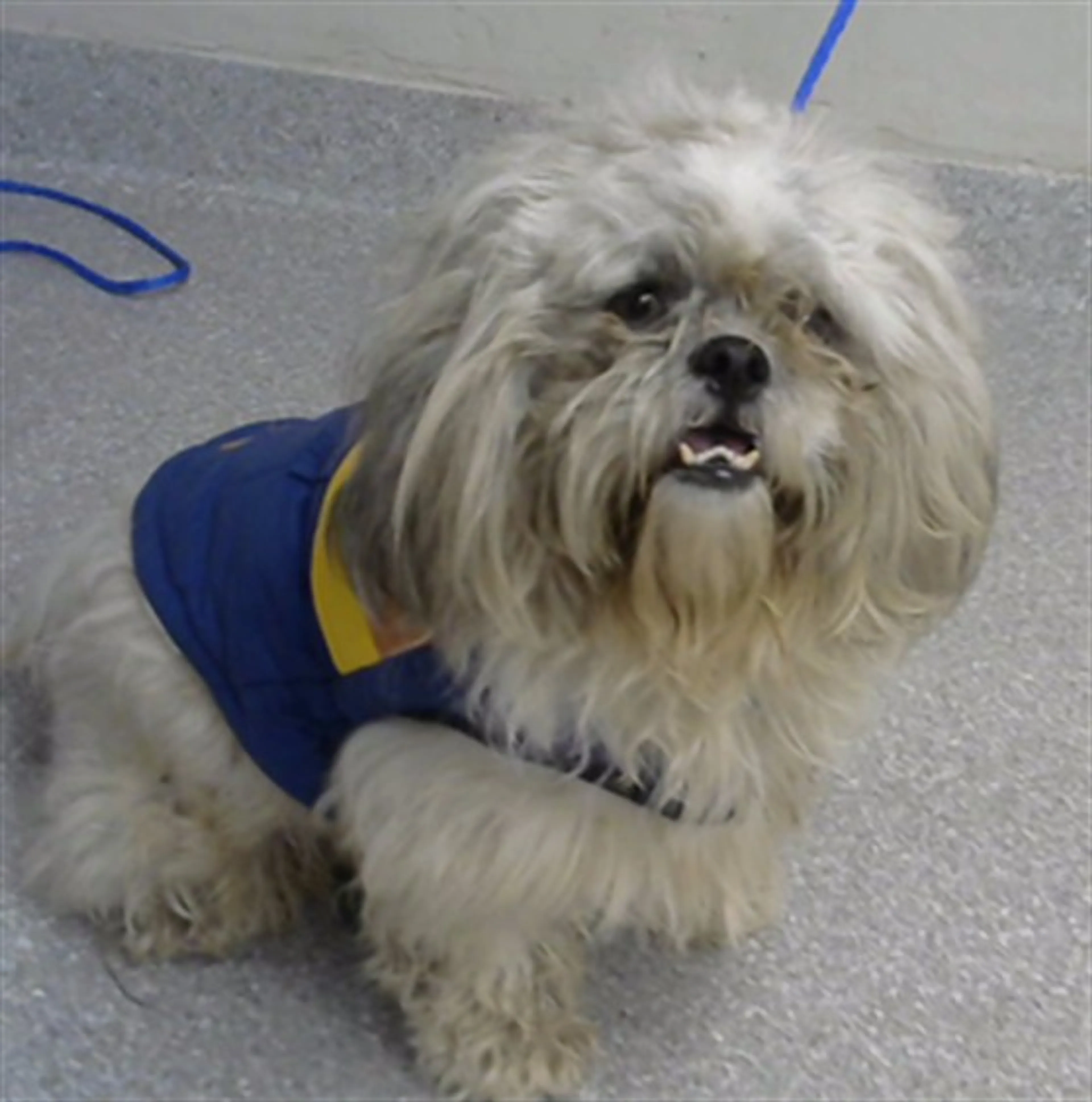 Found pet