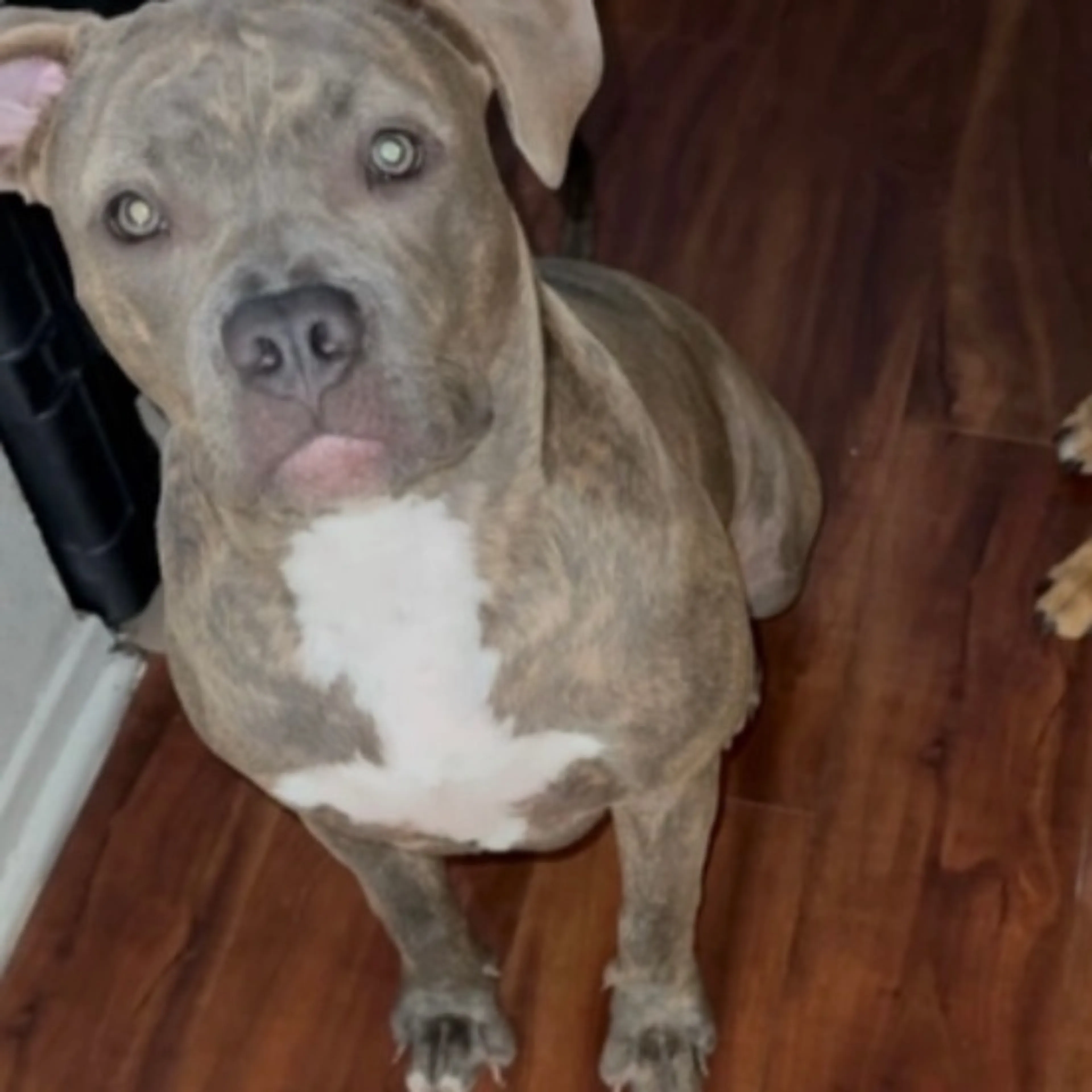 Lost pet