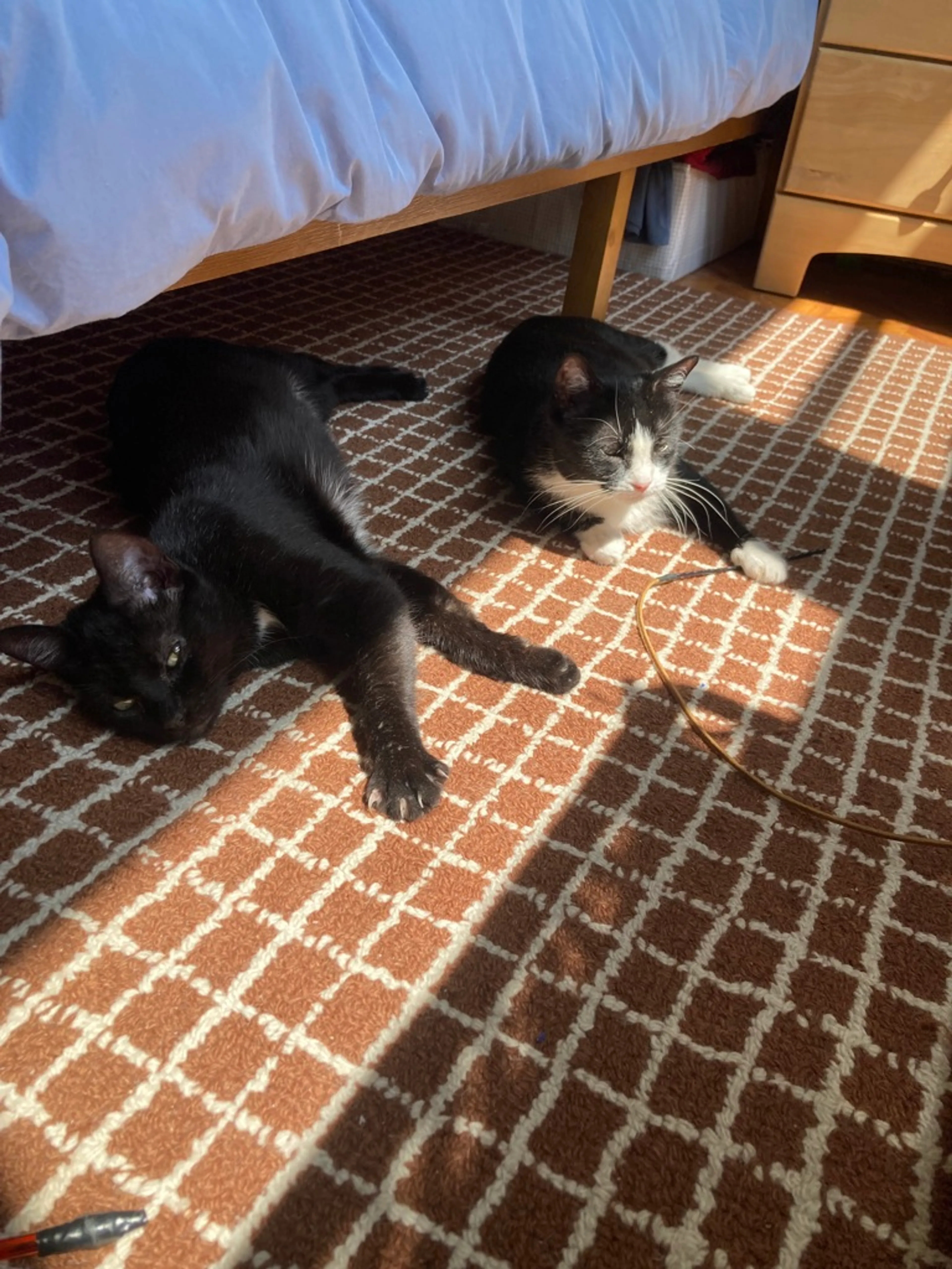 Found pet-3