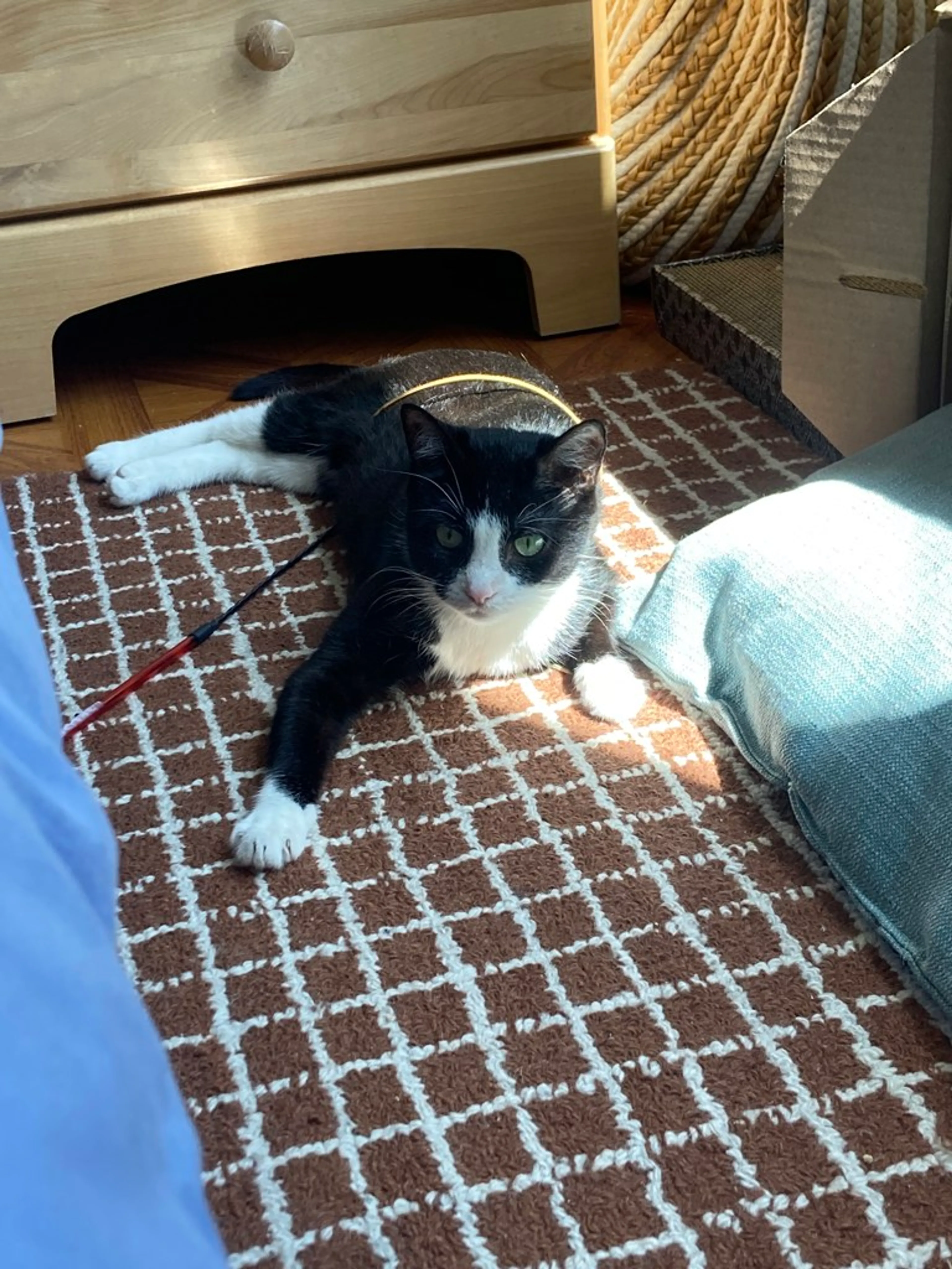 Found pet