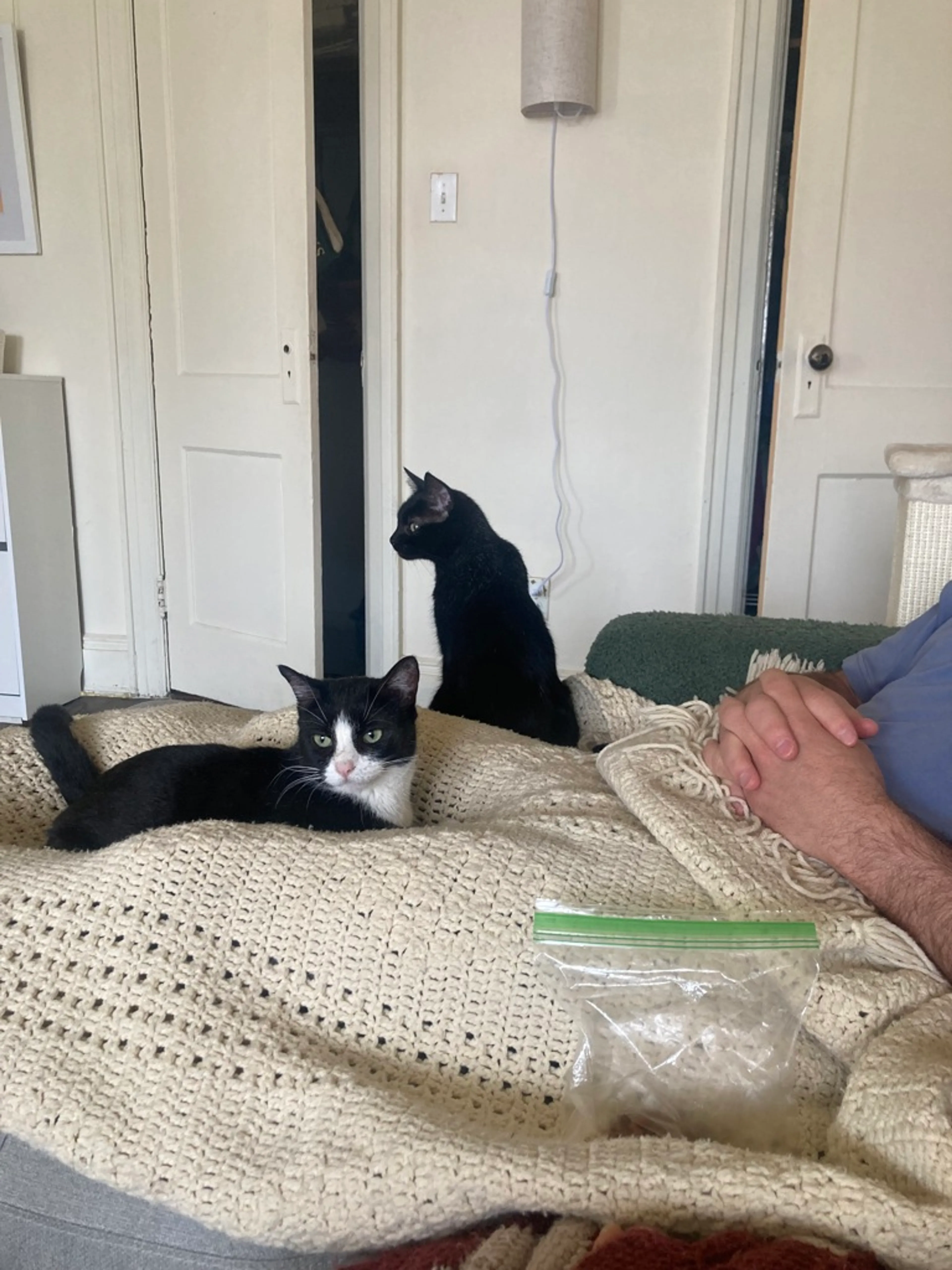 Found pet-2